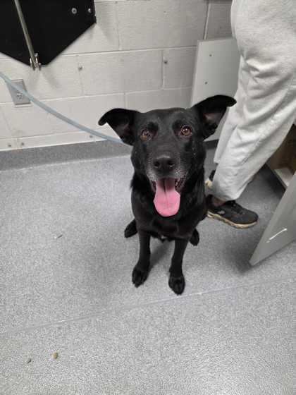 Commander Cluster — thumbnail 2