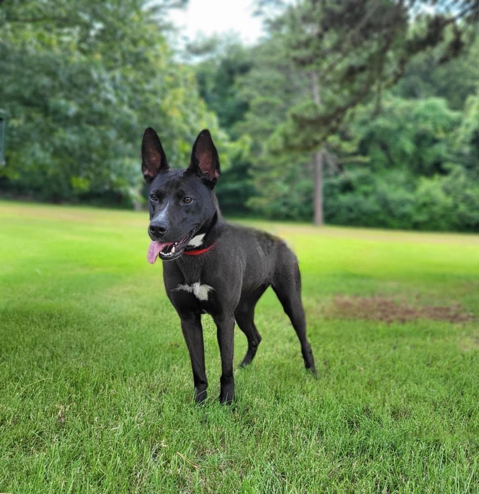 Mary, a Adoptable mixed breed in Boston, MA image 1/5
