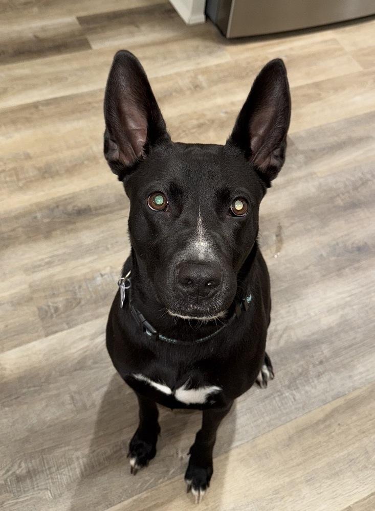 Mary, a Adoptable mixed breed in Boston, MA image 2/5