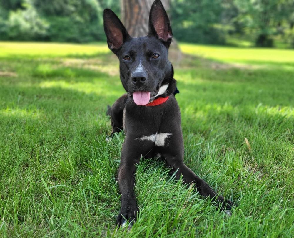 Mary, a Adoptable mixed breed in Boston, MA image 3/5