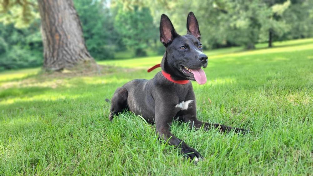 Mary, a Adoptable mixed breed in Boston, MA image 4/5