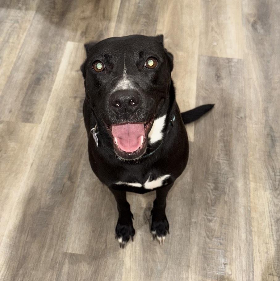 Mary, a Adoptable mixed breed in Boston, MA image 5/5