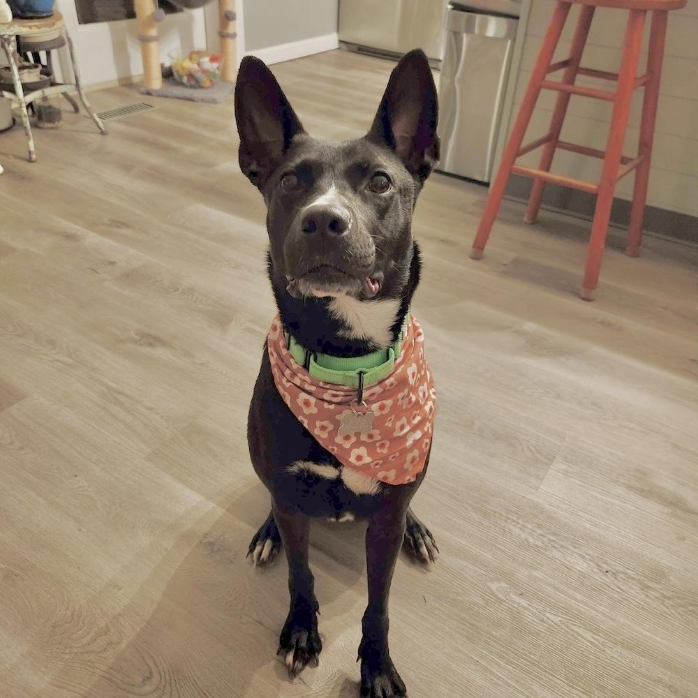 Enlarge Mary, a Adoptable mixed breed in Boston, MA image 5/6