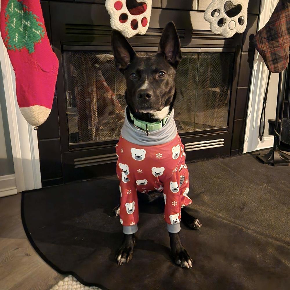 Enlarge Mary, a Adoptable mixed breed in Boston, MA image 6/6