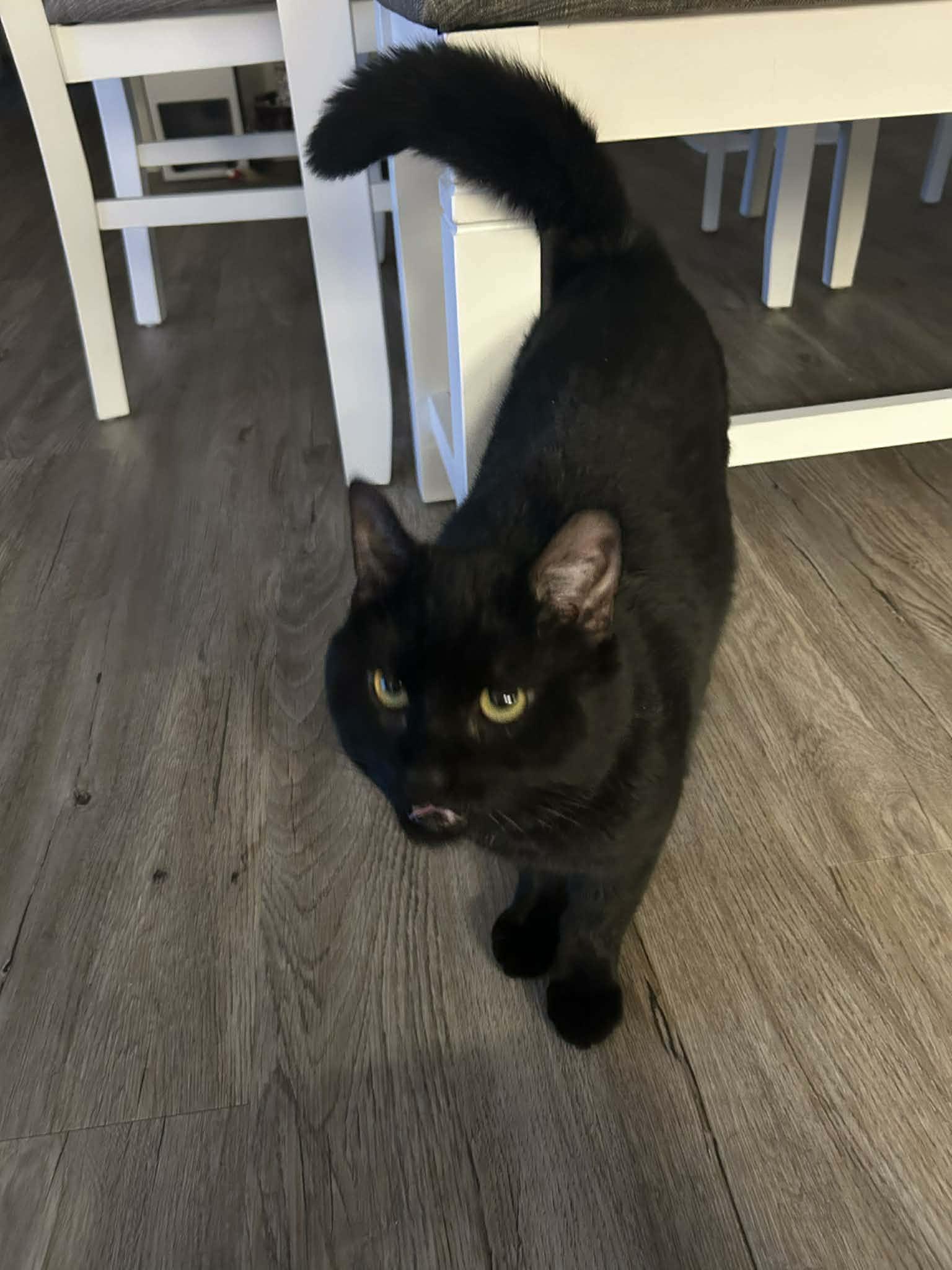 Toby, ADOPTABLE, Adult Male Domestic Medium Hair.