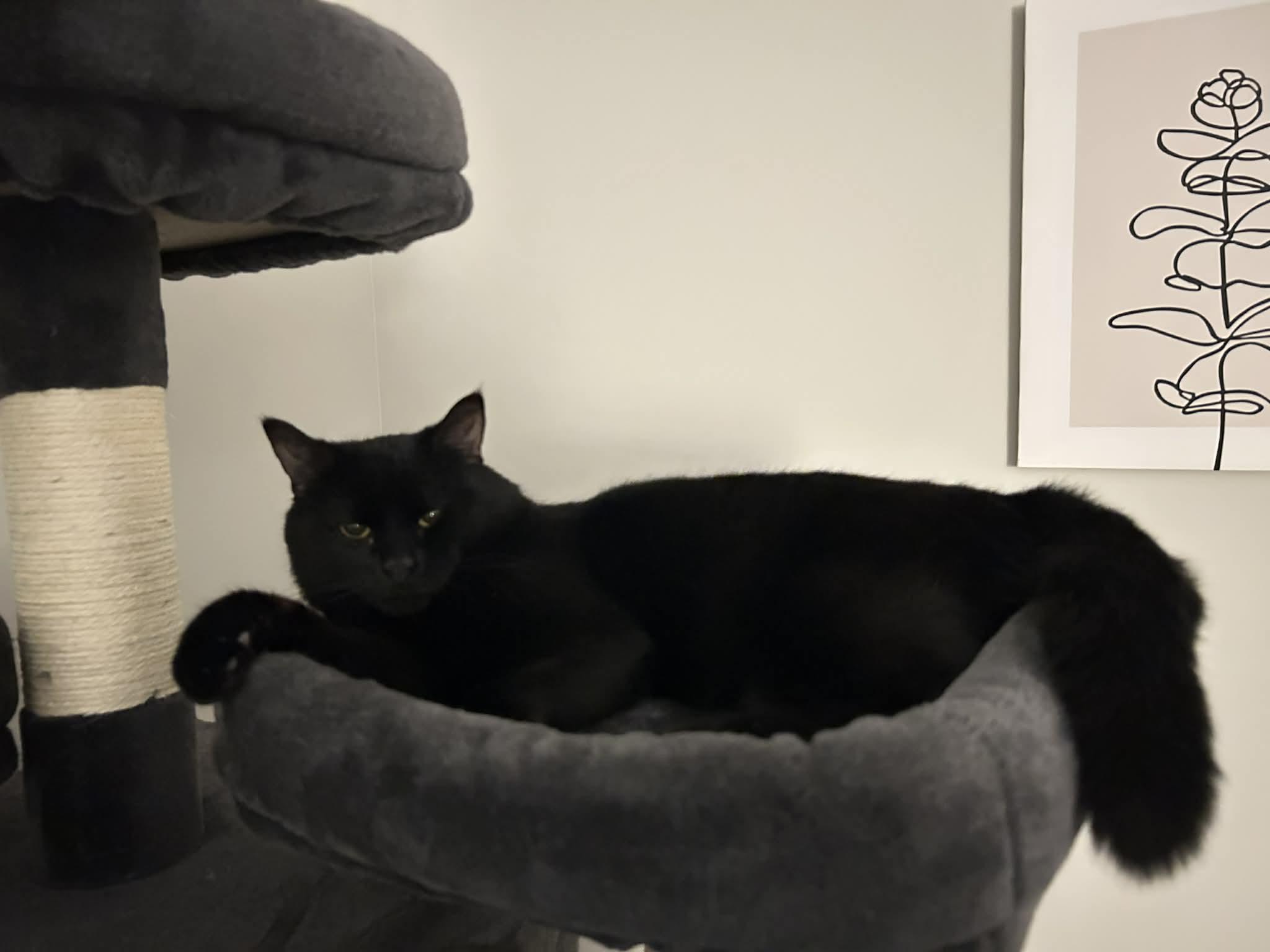 Enlarge Toby, a ADOPTABLE Domestic Medium Hair in Shakespeare, ON image 4/6