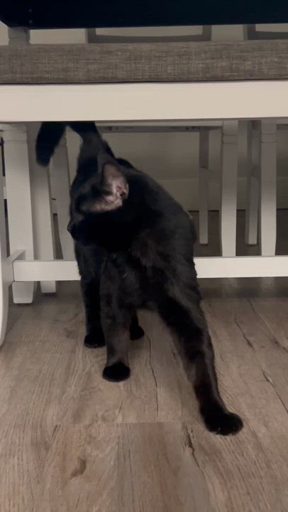 Enlarge Toby, a ADOPTABLE Domestic Medium Hair in Shakespeare, ON video 6/6