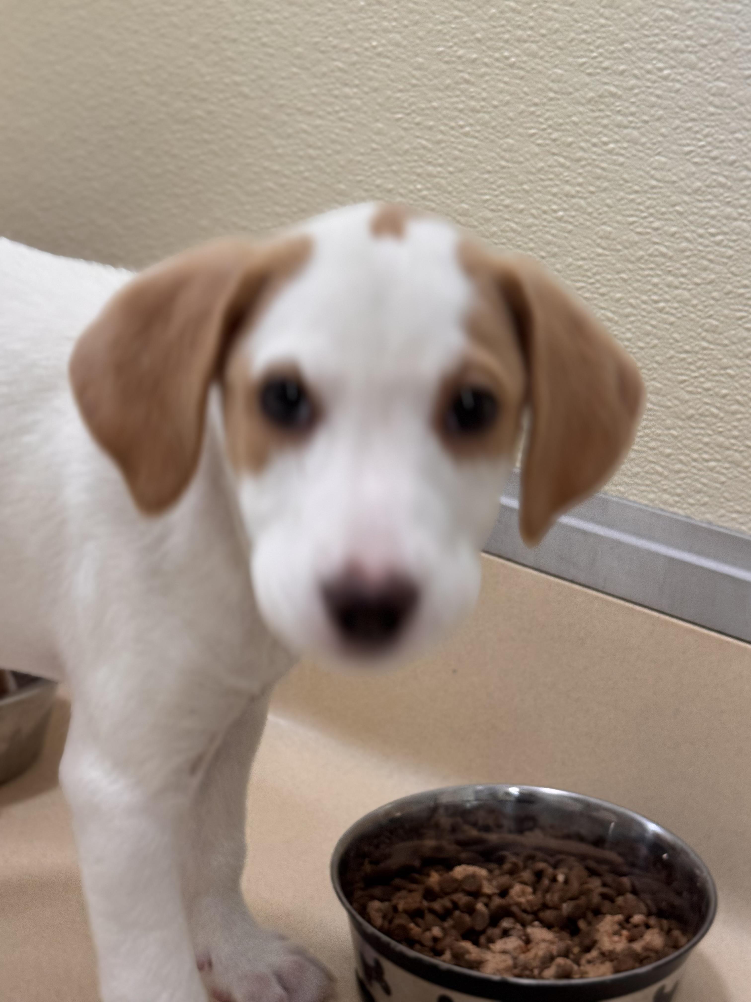 Mayo, adopted, Young Female Hound.