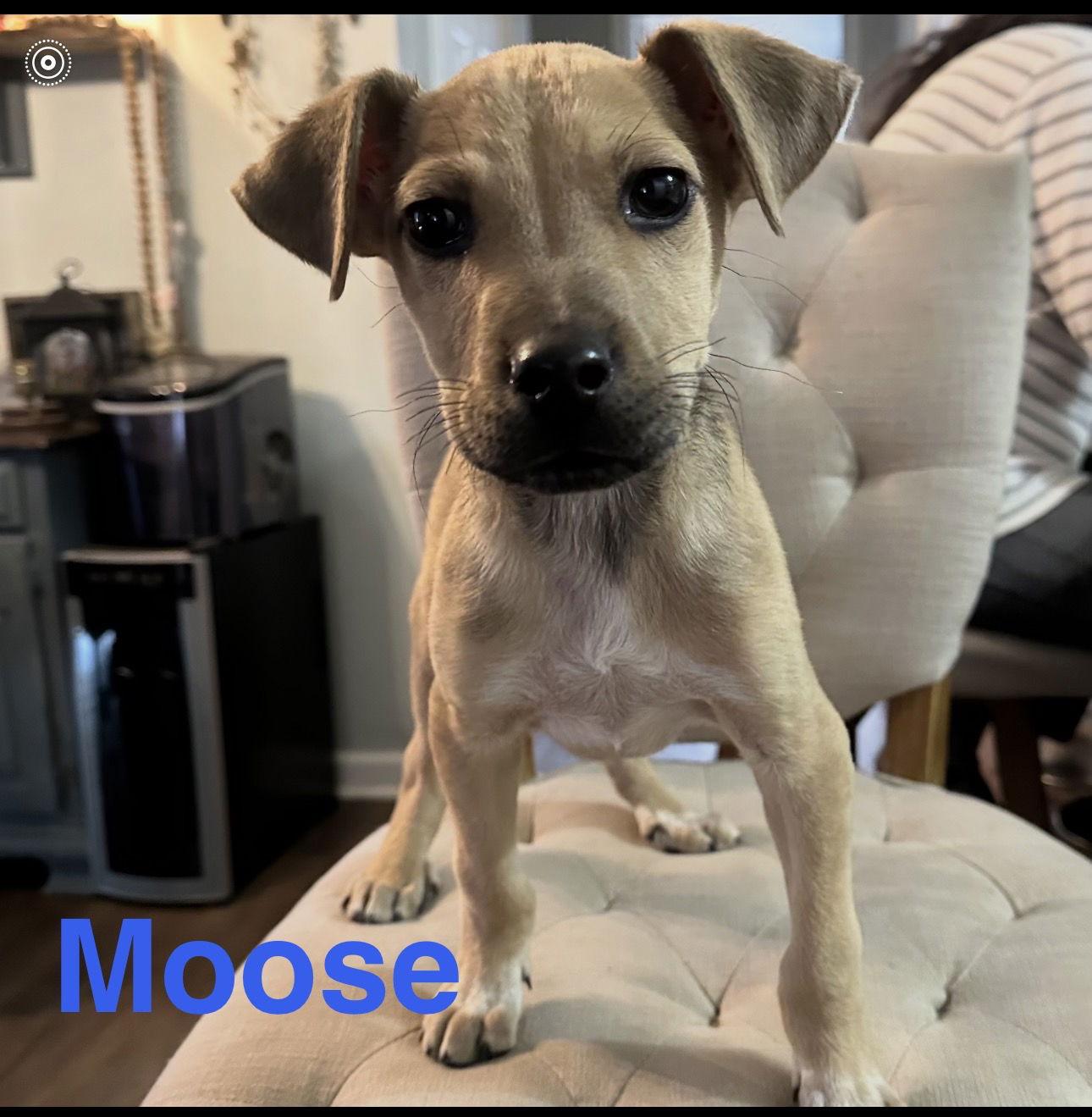 Moose, Adoptable, Young Male Labrador Retriever & Hound.