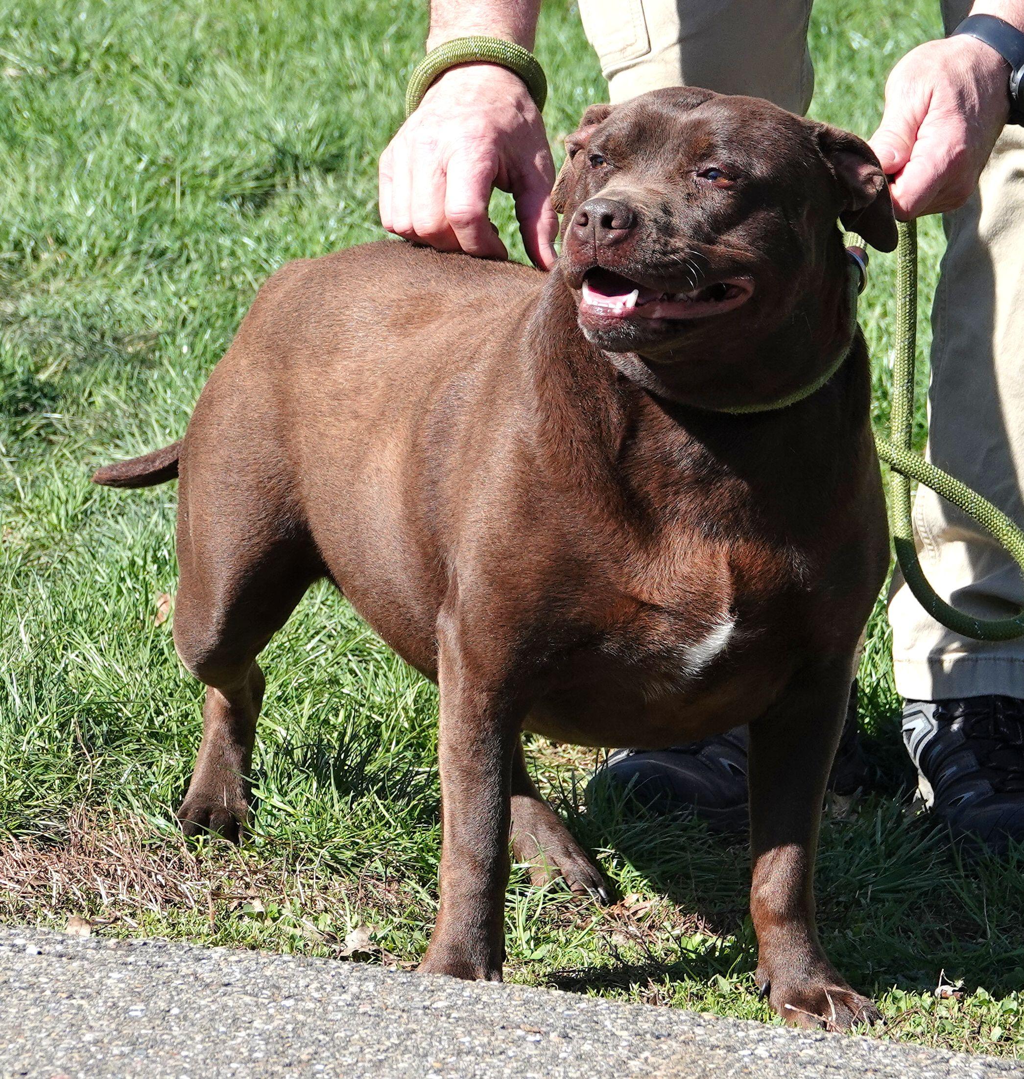 Enlarge Gloria, a ADOPTABLE mixed breed in Millfield, OH image 3/4