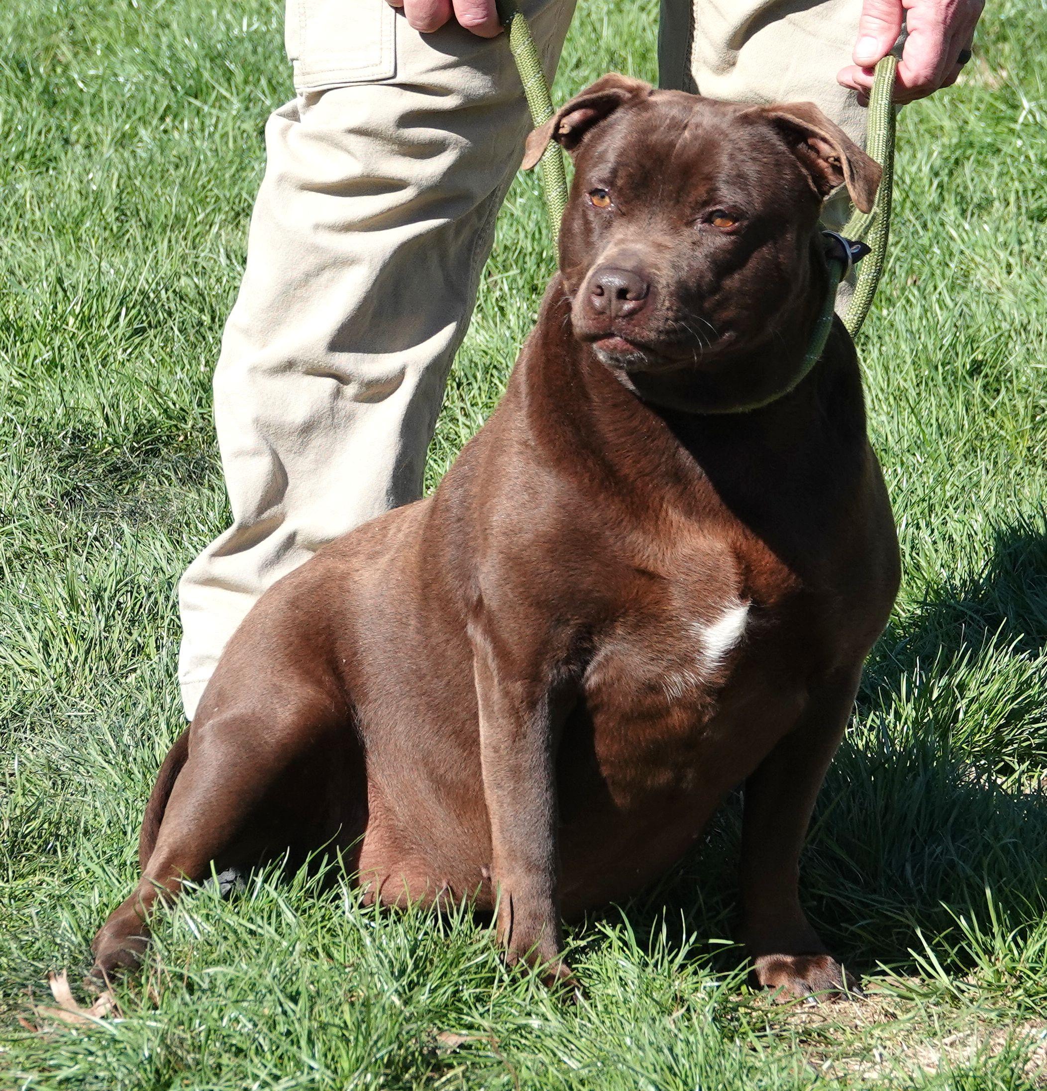 Enlarge Gloria, a ADOPTABLE mixed breed in Millfield, OH image 2/4
