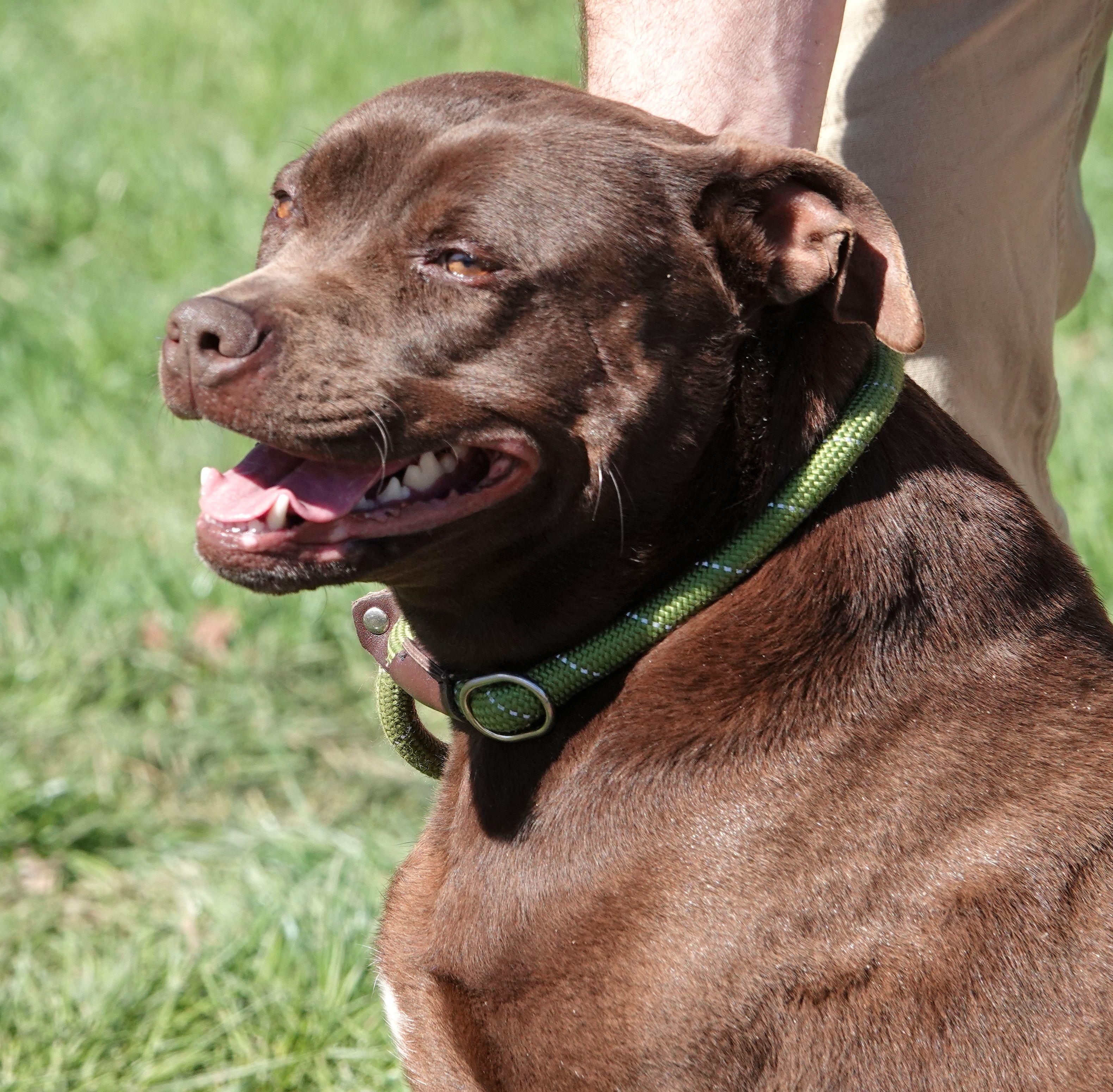 Gloria, ADOPTABLE, Adult Female Terrier.