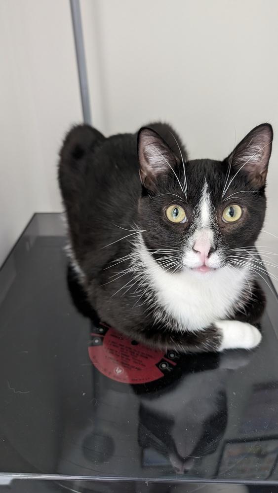 Enlarge Ronan, a Adoptable Domestic Short Hair in Cary, NC image 2/6