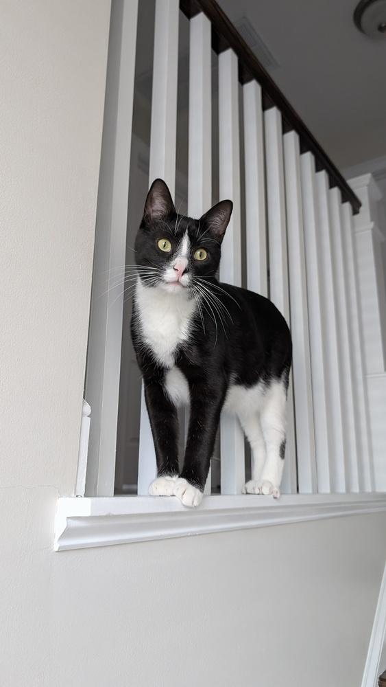 Enlarge Ronan, a Adoptable Domestic Short Hair in Cary, NC image 3/6