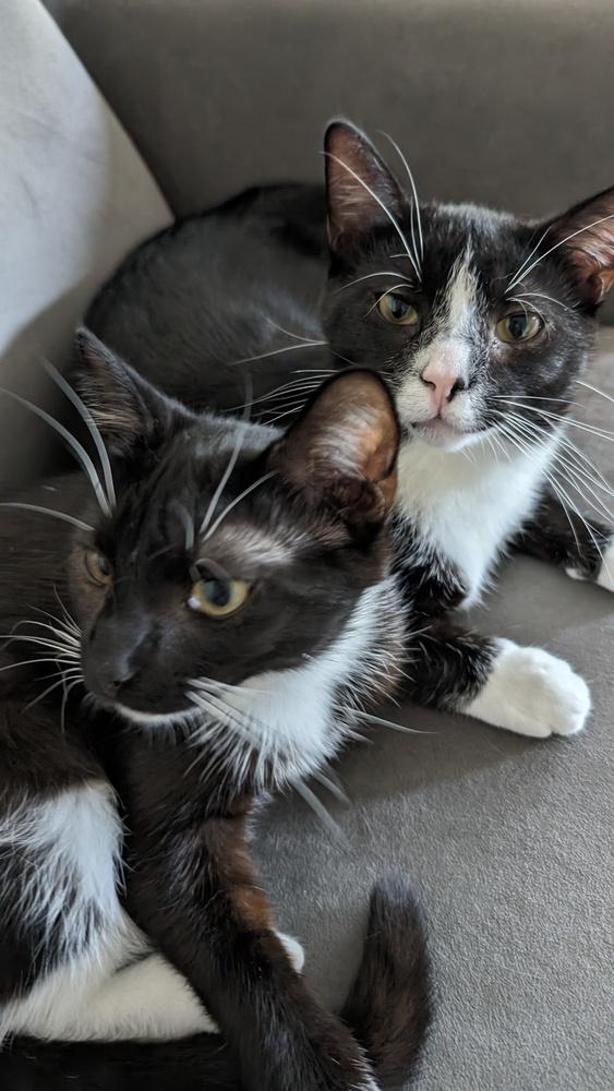 Ronan, Adoptable, Young Male Domestic Short Hair.