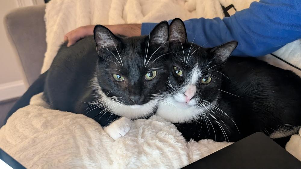 Enlarge Ronan, a Adoptable Domestic Short Hair in Cary, NC image 5/6