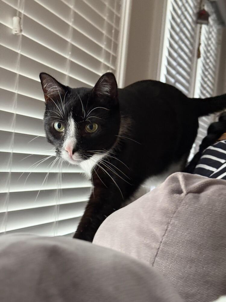 Enlarge Ronan, a Adoptable Domestic Short Hair in Cary, NC image 6/6