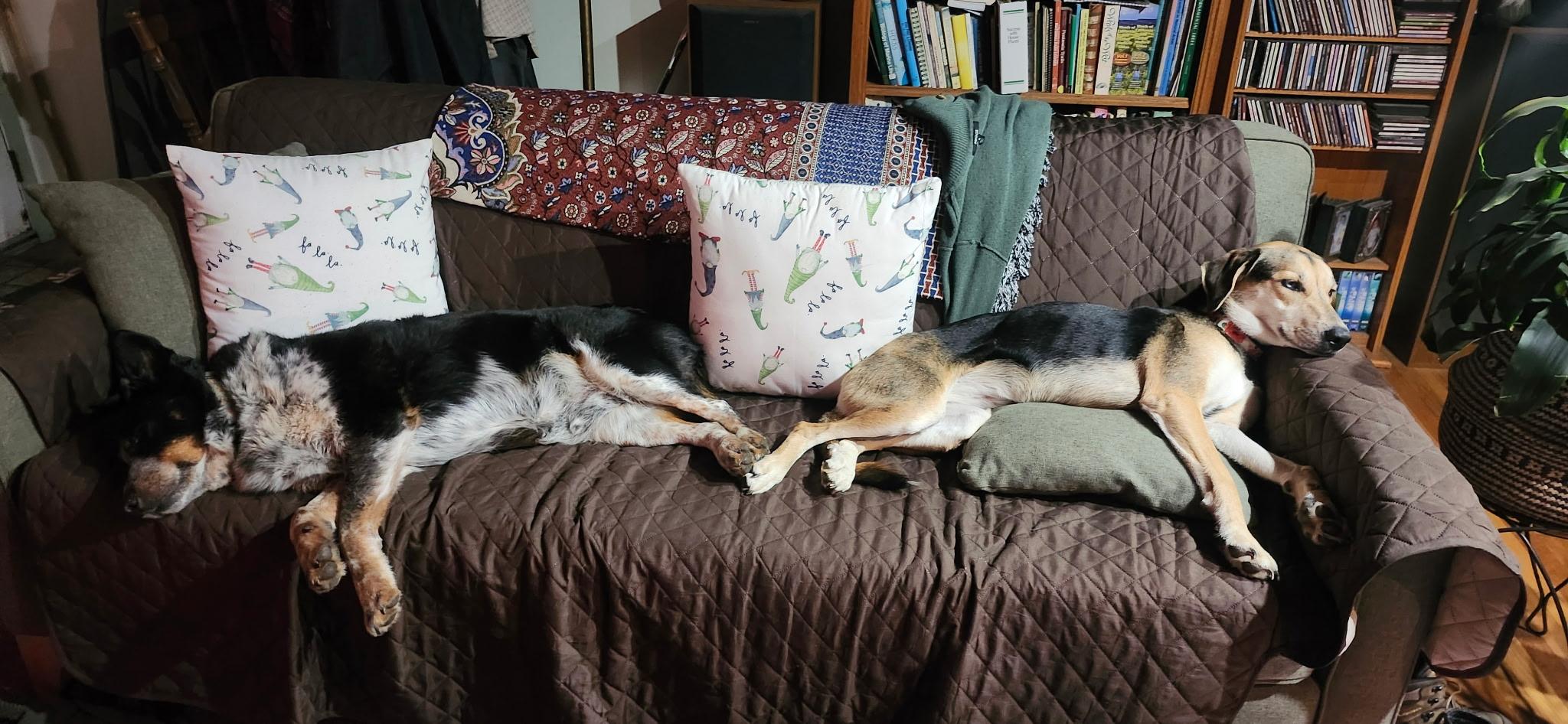 Enlarge Pepper ASAP, a ADOPTABLE mixed breed in La Honda, CA image 3/3