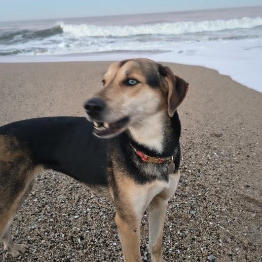 Enlarge Pepper ASAP, a ADOPTABLE mixed breed in La Honda, CA image 4/5