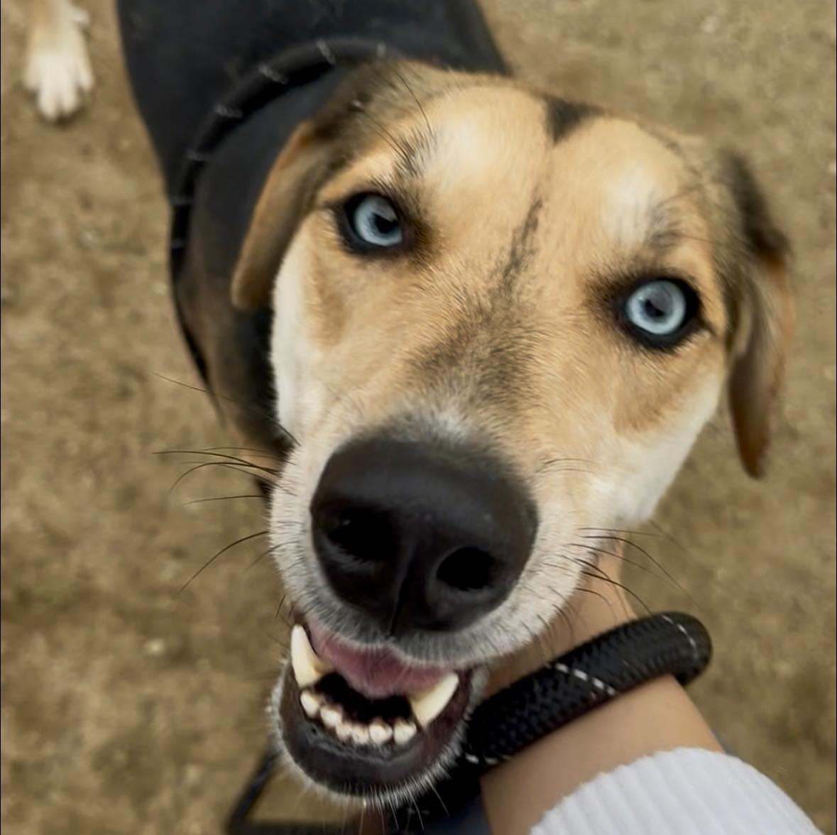 Pepper ASAP, ADOPTABLE, Adult Female Husky & Hound.