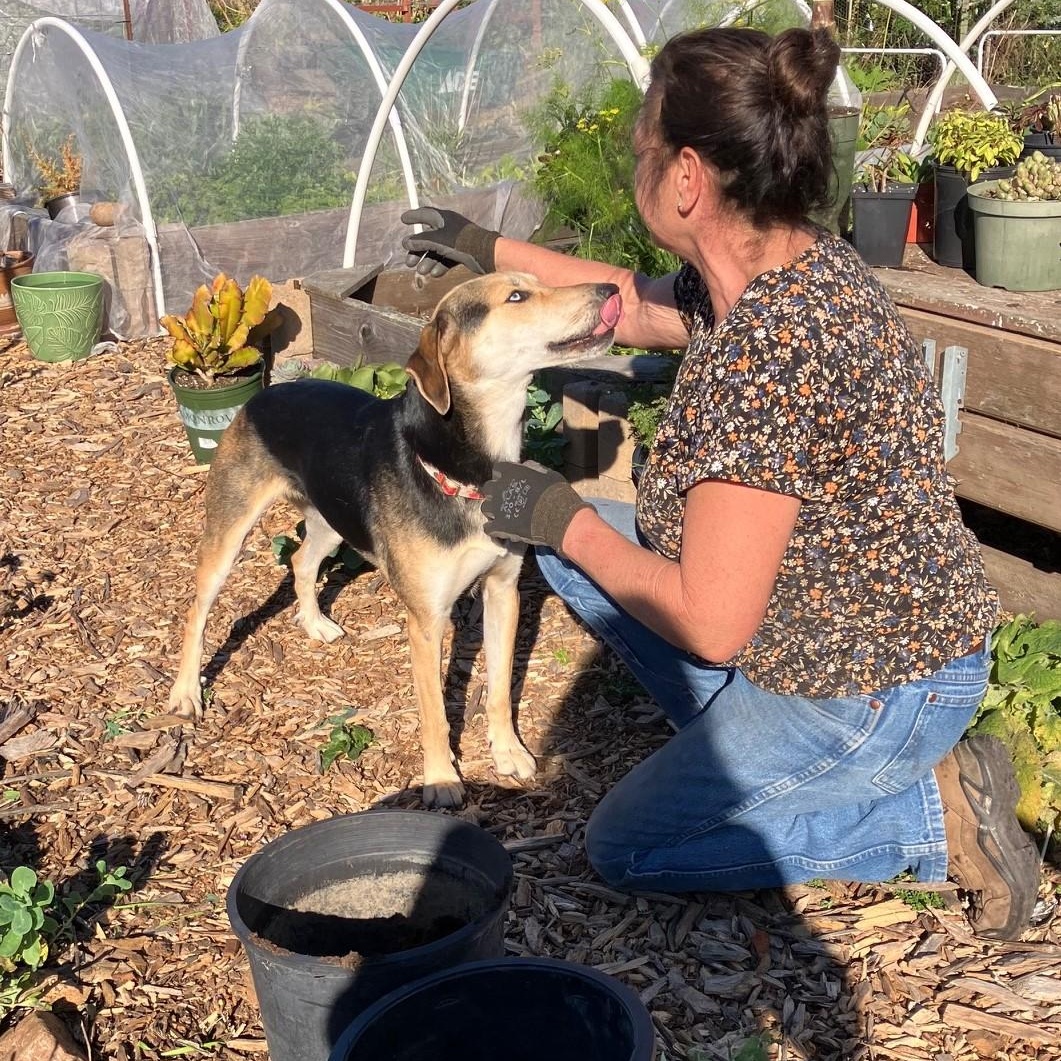 Enlarge Pepper ASAP, a ADOPTABLE mixed breed in La Honda, CA image 5/5