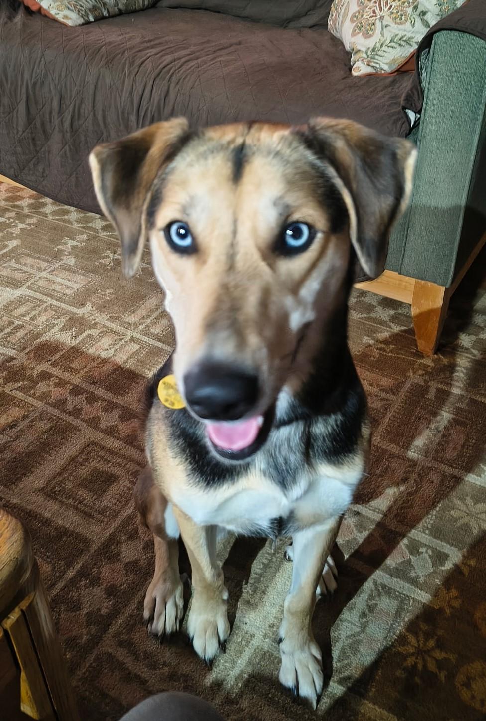 Enlarge Pepper ASAP, a ADOPTABLE mixed breed in La Honda, CA image 2/3