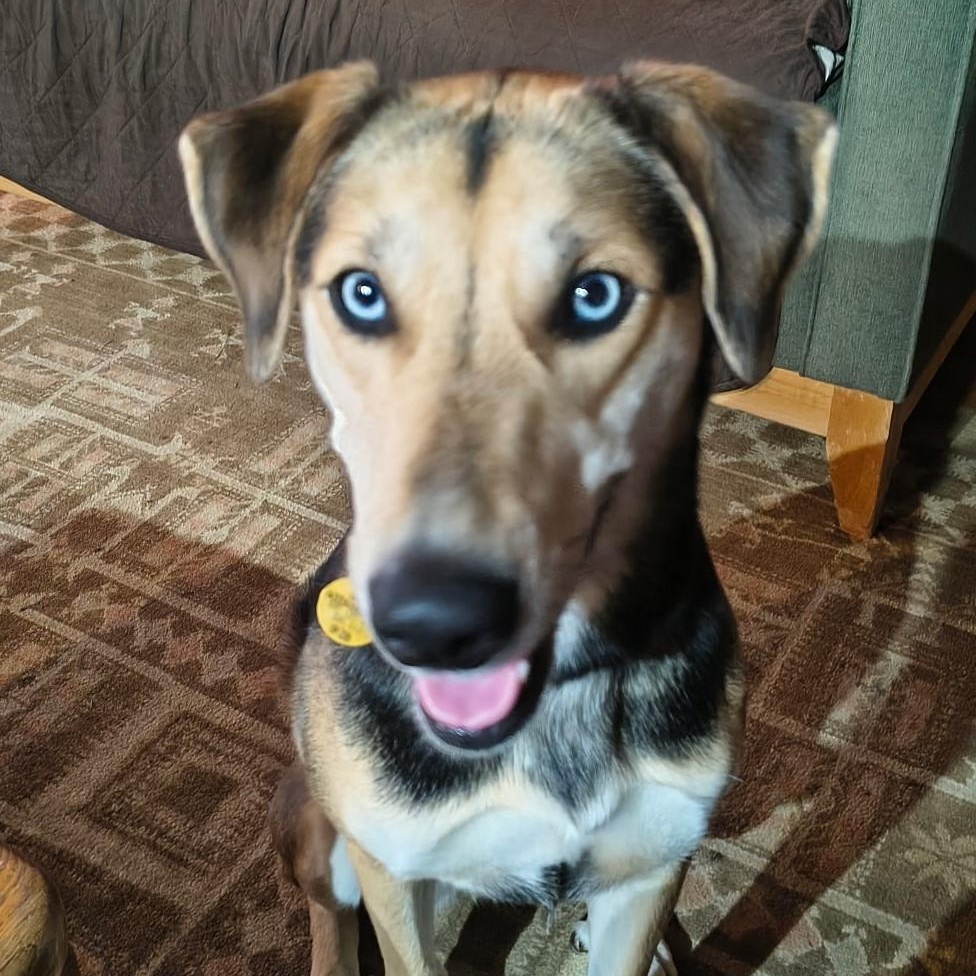 Enlarge Pepper ASAP, a ADOPTABLE mixed breed in La Honda, CA image 2/5