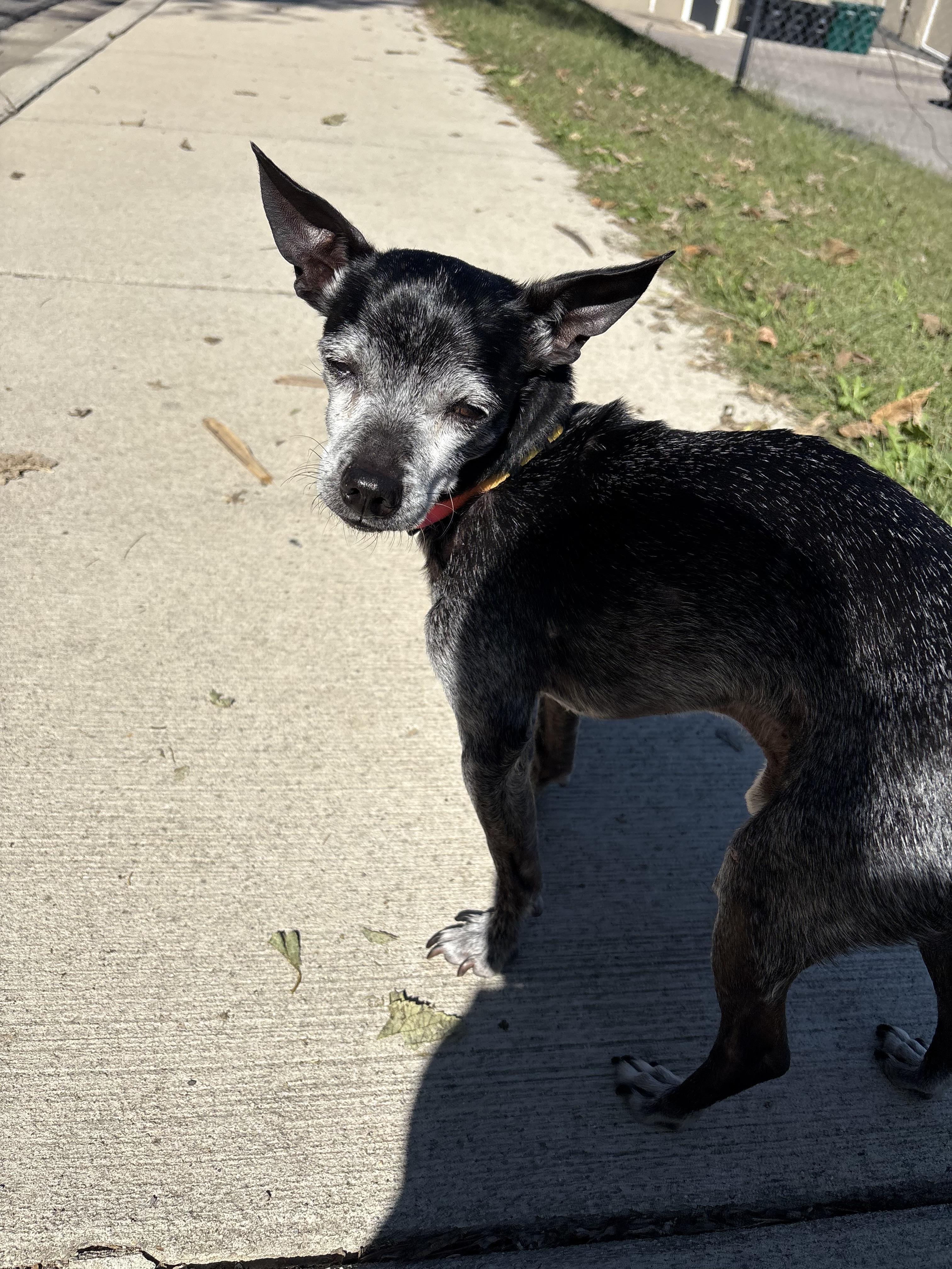 Enlarge Buddy, a Adopted mixed breed in Wilder, KY image 6/6