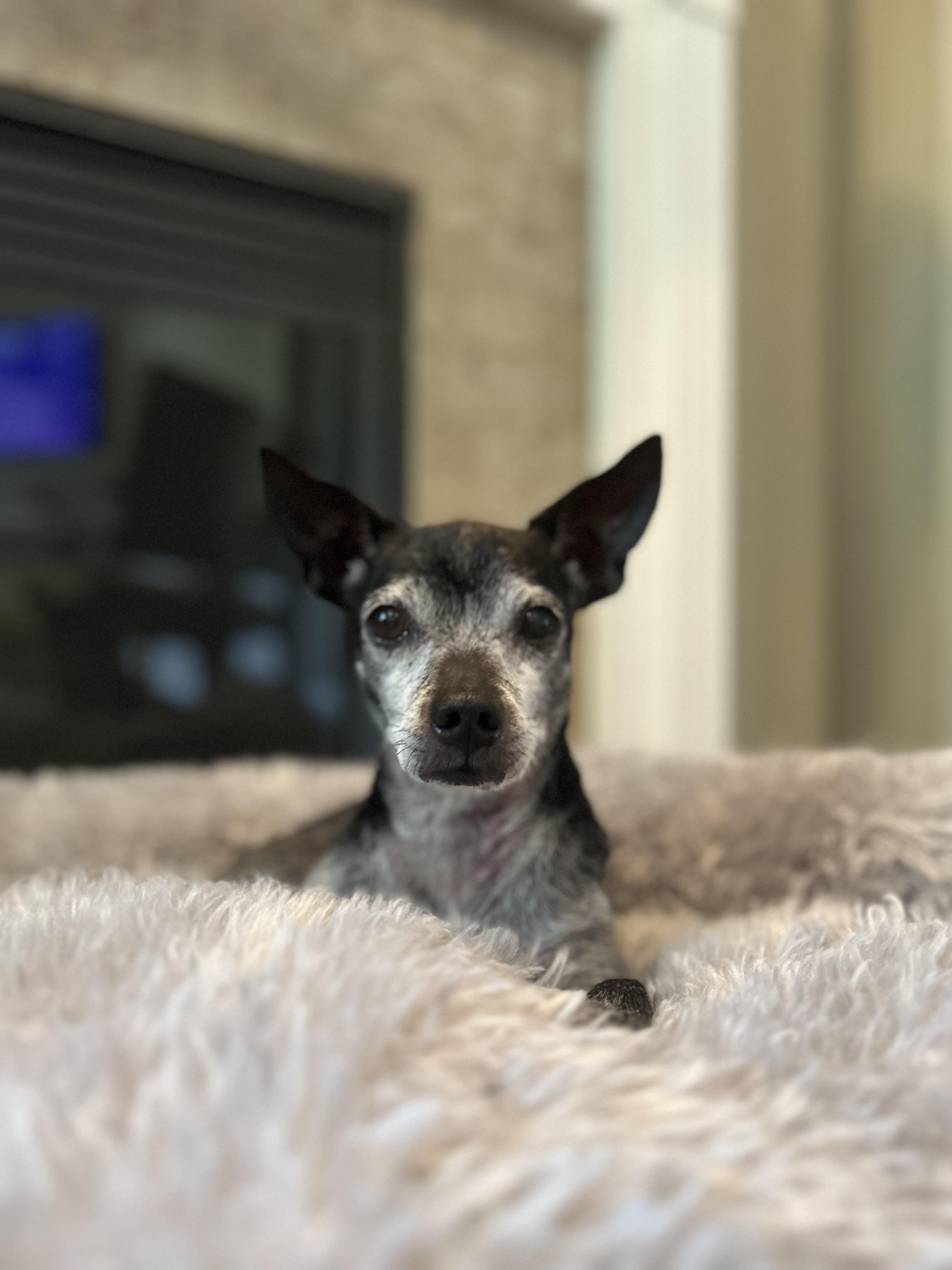 Buddy, Adopted, Senior Male Chihuahua & Rat Terrier.