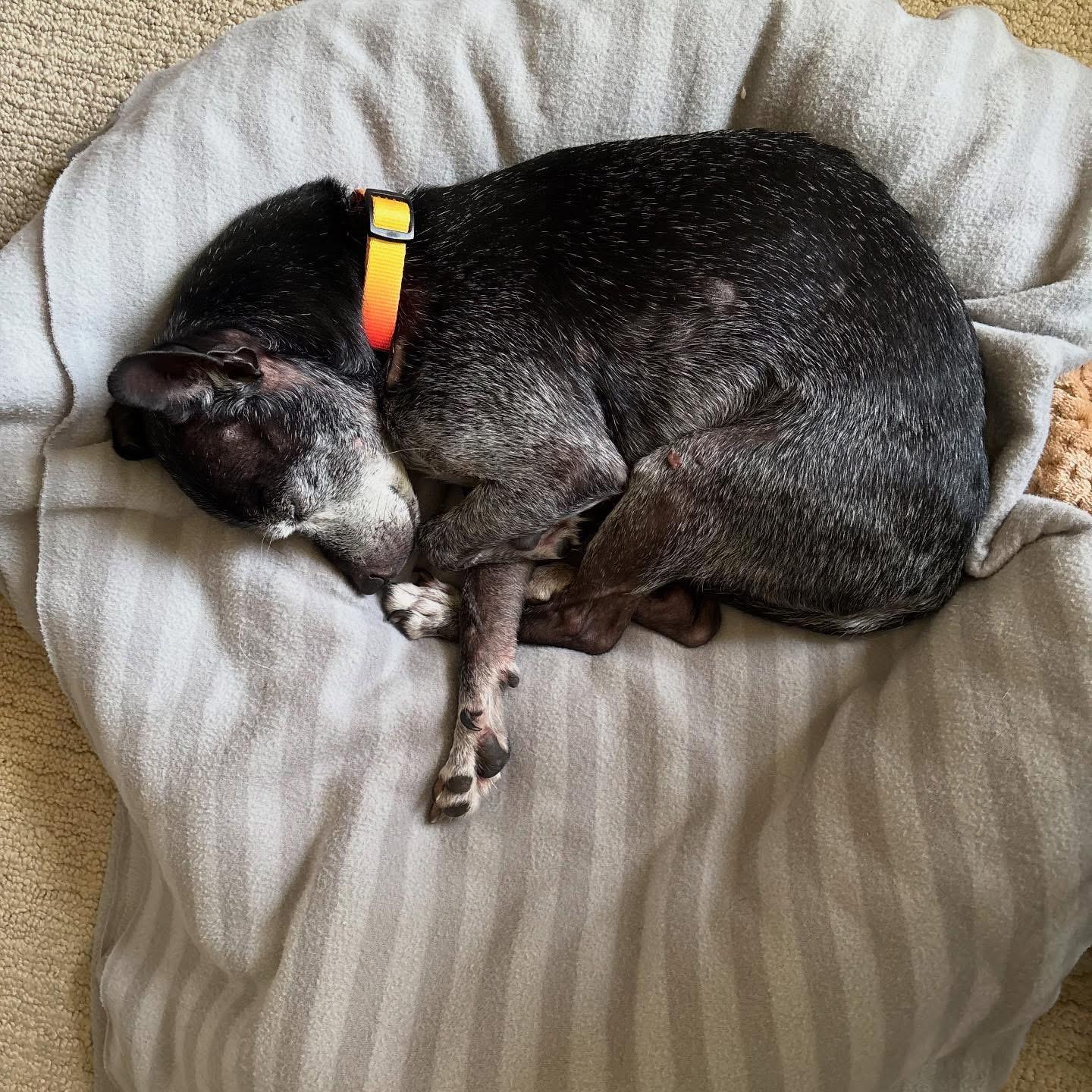 Enlarge Buddy, a Adopted mixed breed in Wilder, KY image 3/6