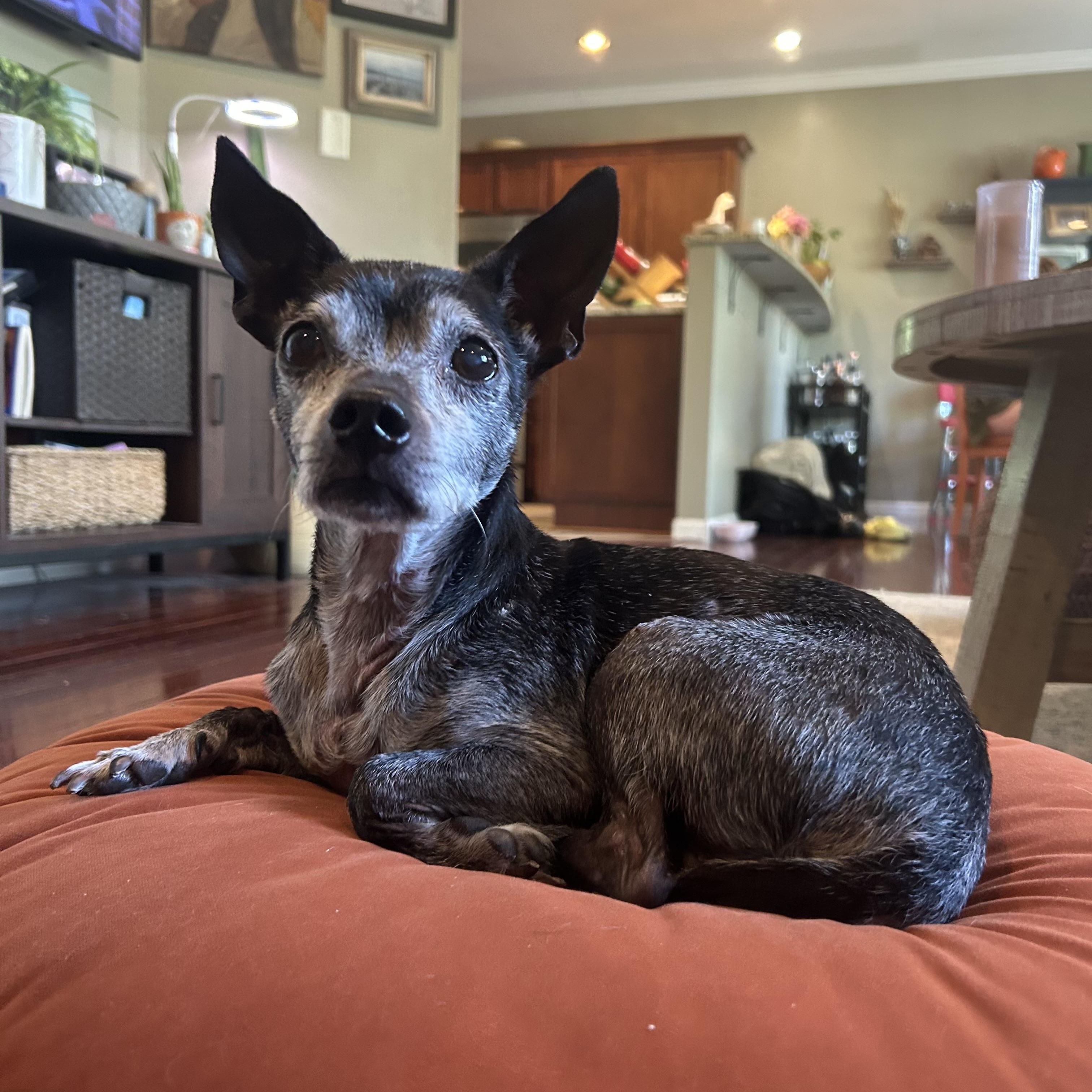 Enlarge Buddy, a Adopted mixed breed in Wilder, KY image 5/6