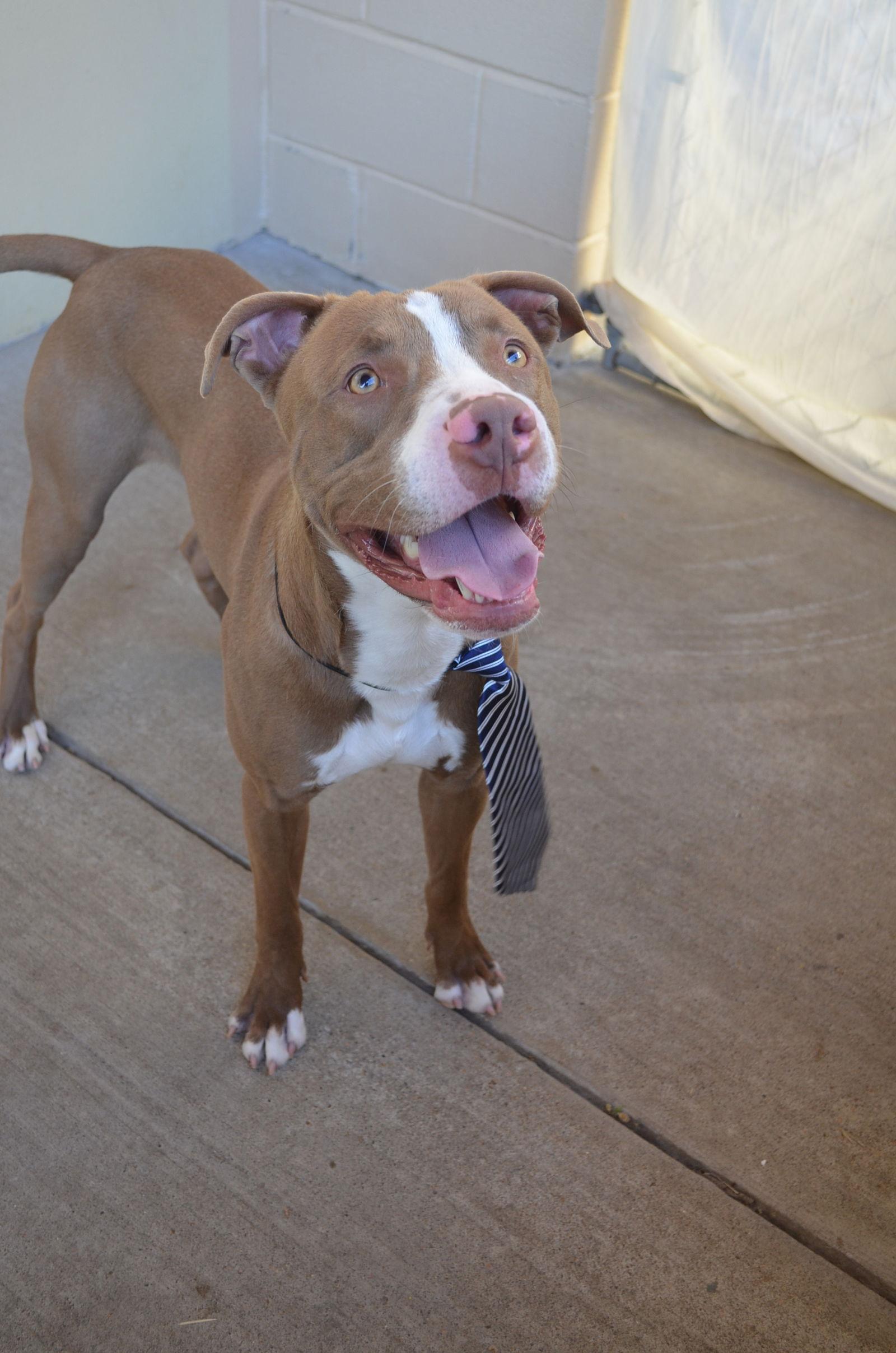 Cricket King, a Adoptable Pit Bull Terrier in McKinney, TX image 1/3