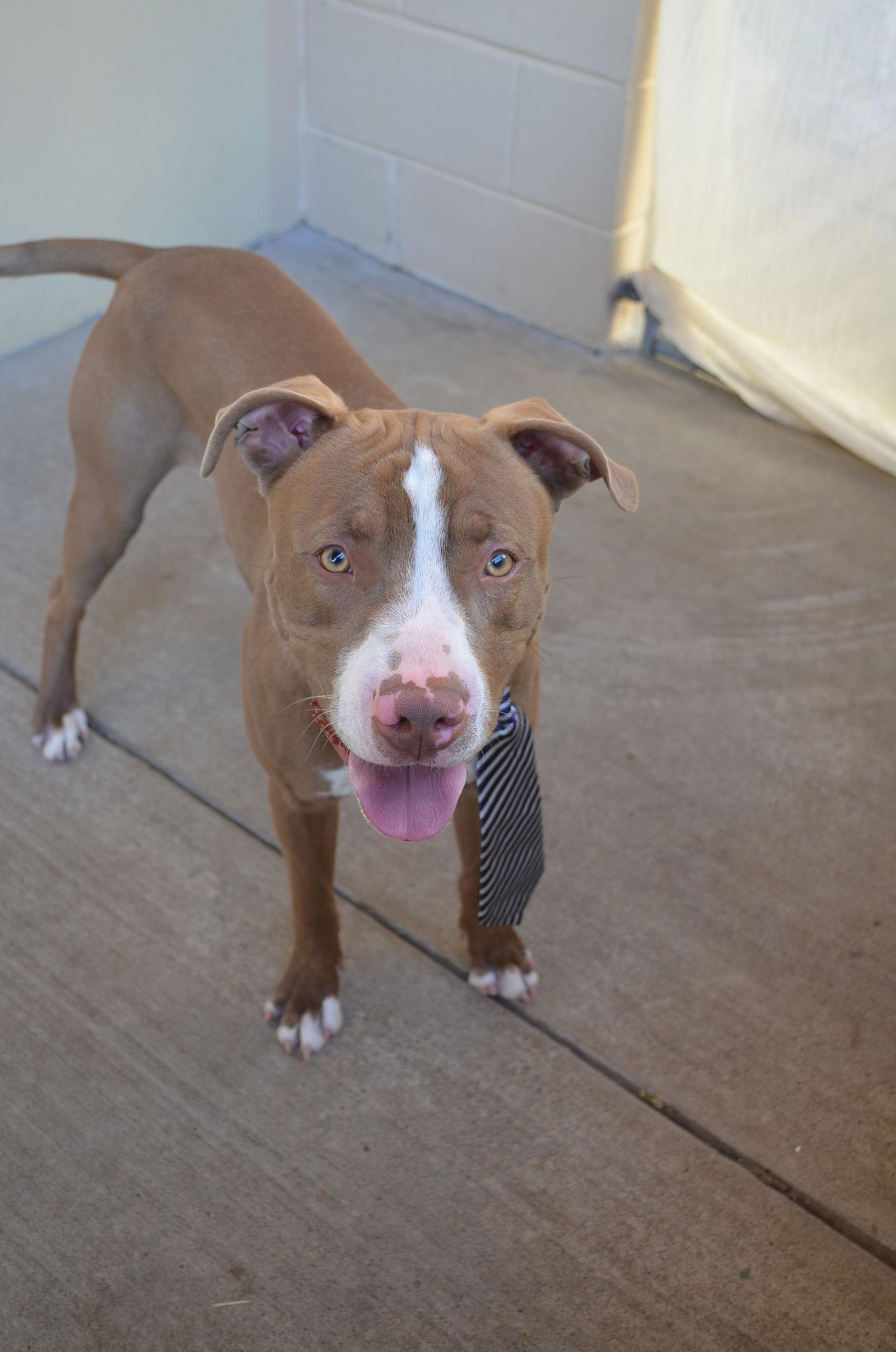 Cricket King, a Adoptable Pit Bull Terrier in McKinney, TX image 2/3