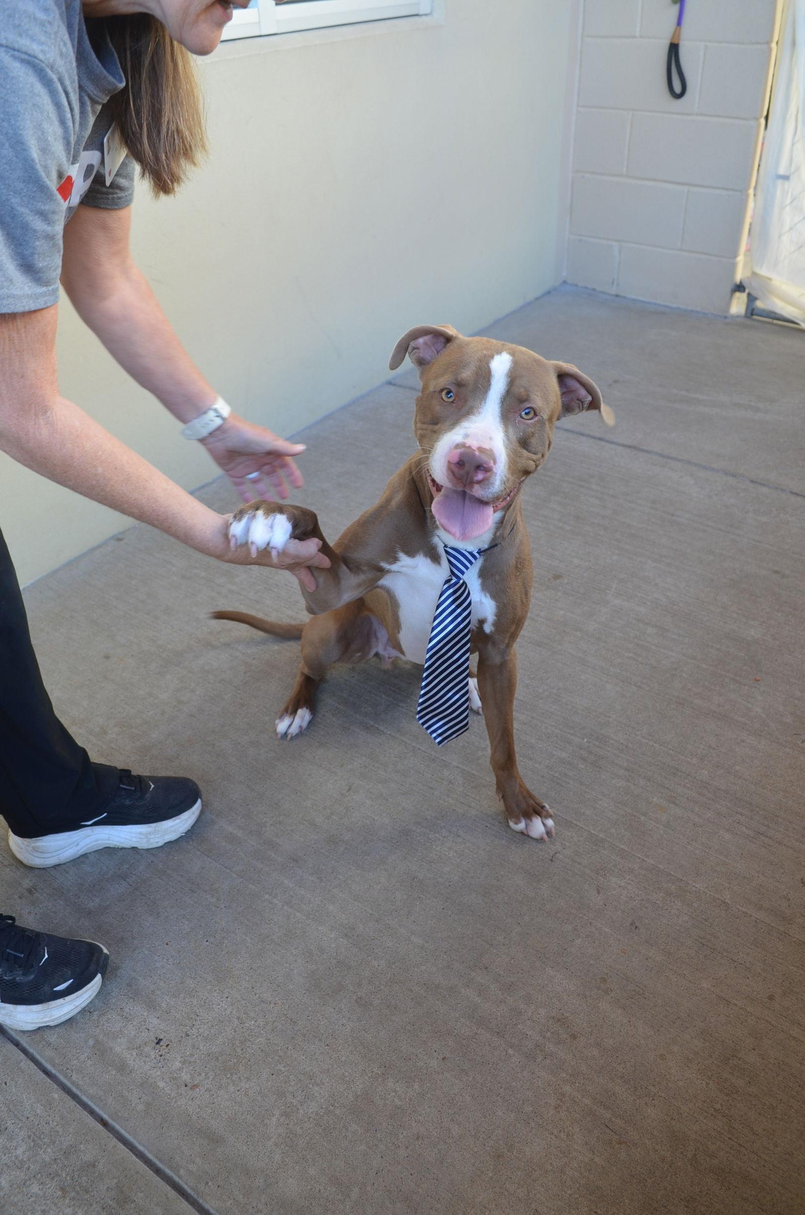 Cricket King, a Adoptable Pit Bull Terrier in McKinney, TX image 3/3