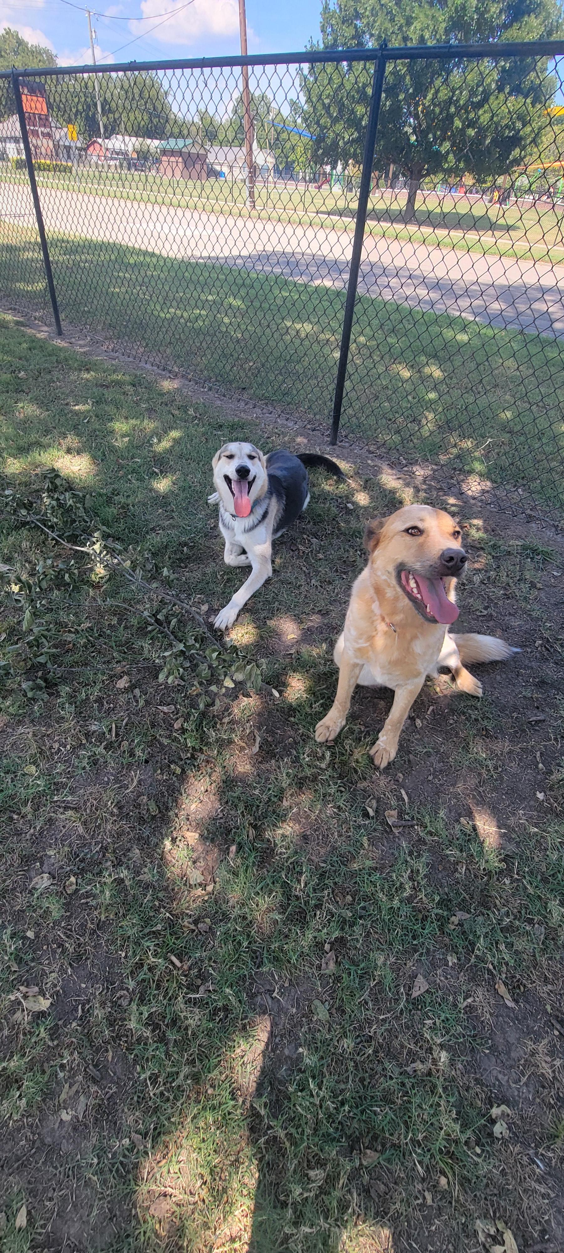 Enlarge Remy, a Adoptable mixed breed in Denver, CO image 2/5