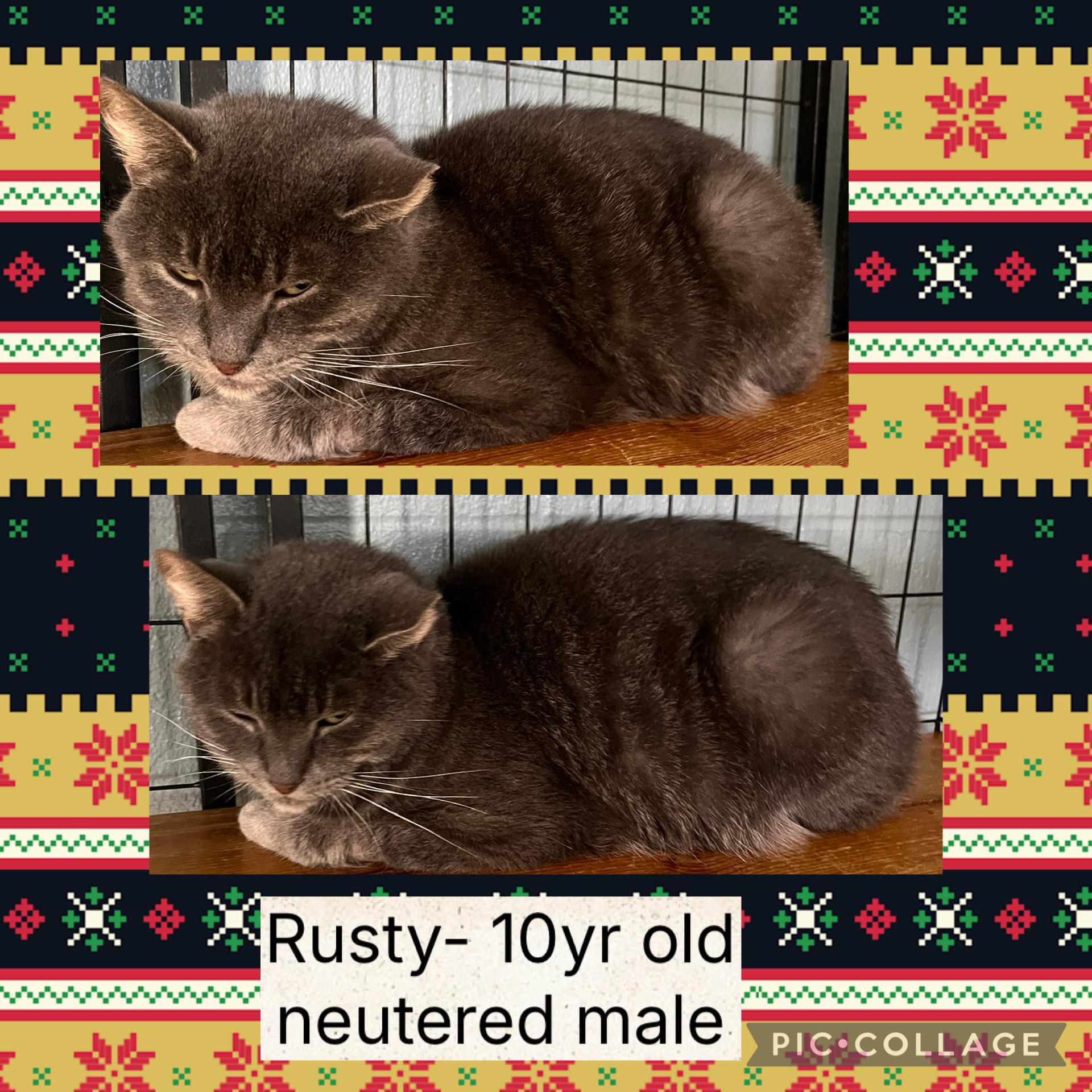 Rusty, ADOPTABLE, Senior Male Domestic Short Hair.