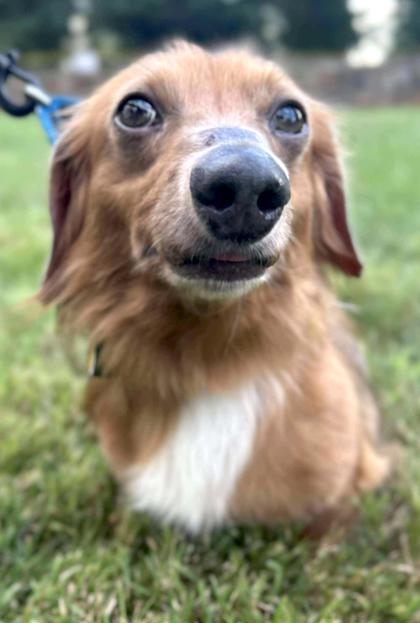 Gunner, Adoptable, Adult Male Dachshund.