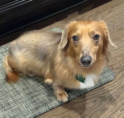 Enlarge Gunner, a Adoptable Dachshund in Malvern, PA image 2/3