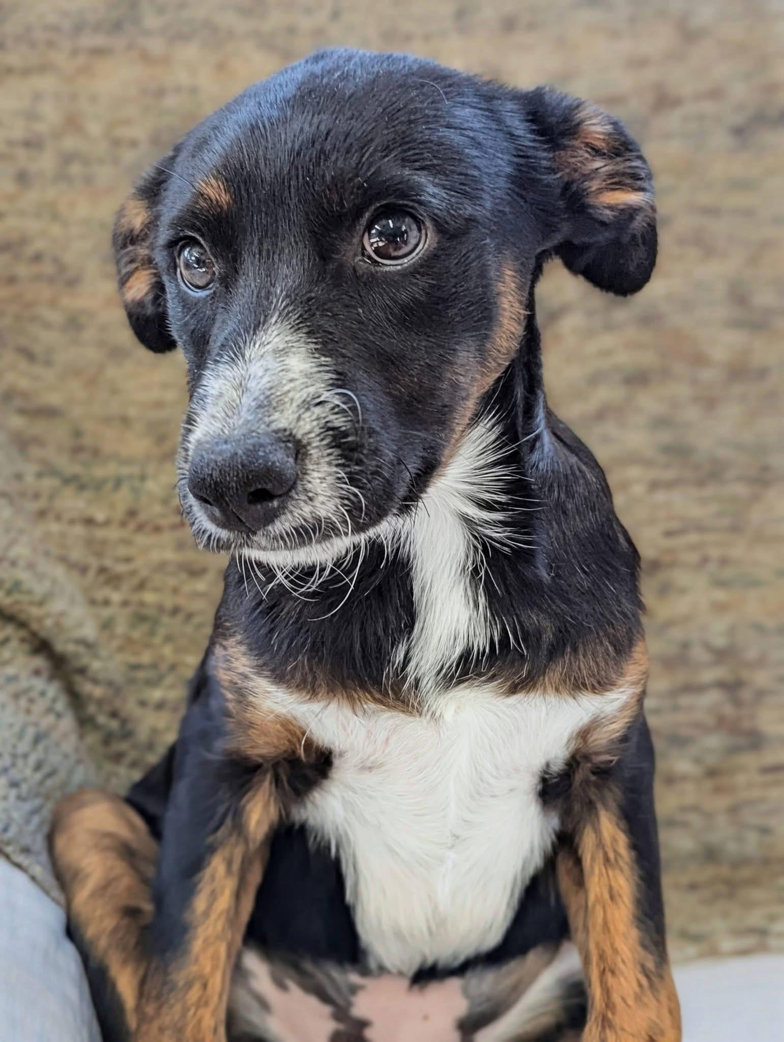 Bell Pepper , an adoptable mixed breed in Mendham, NJ image 3/4