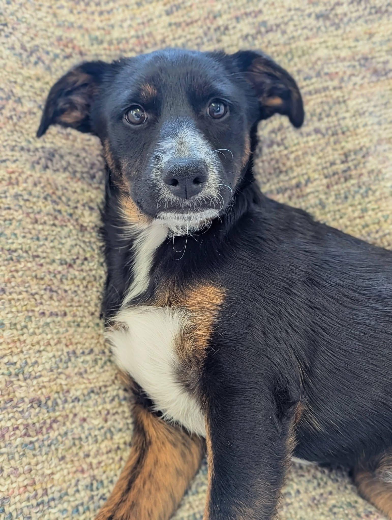 Bell Pepper , an adoptable mixed breed in Mendham, NJ image 4/4