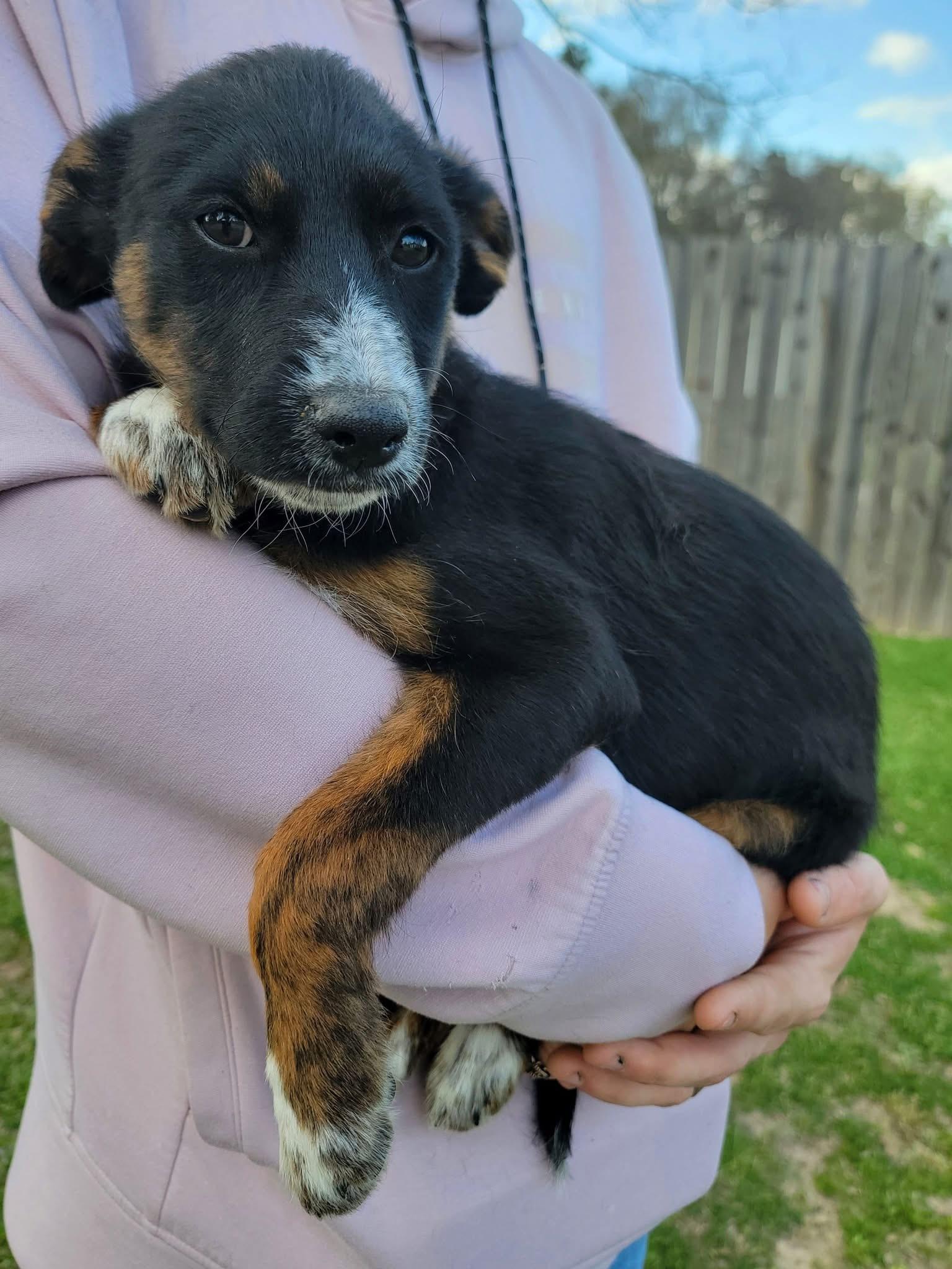 Enlarge Bell Pepper , a ADOPTABLE mixed breed in Mendham, NJ image 2/2