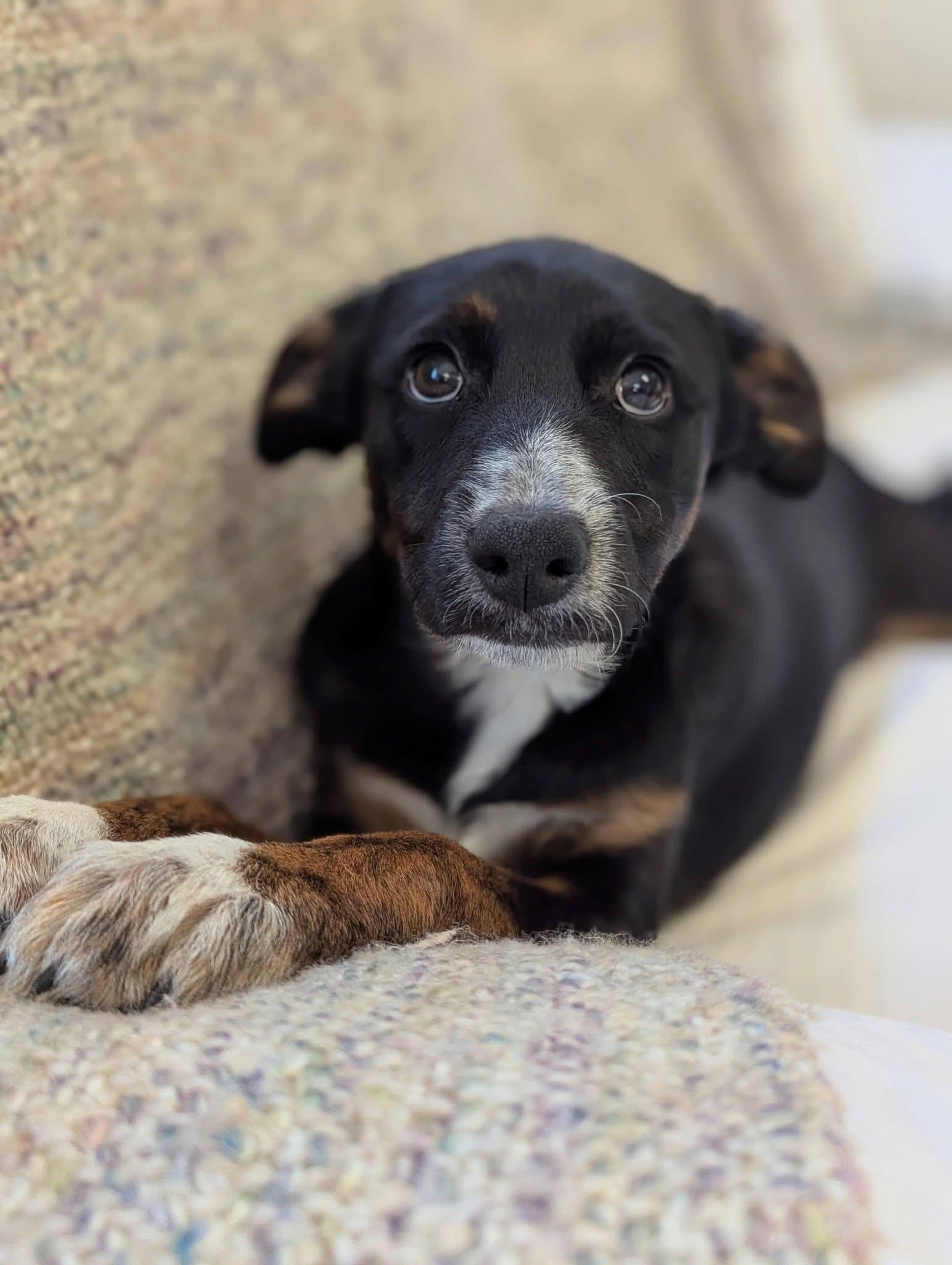 Bell Pepper , ADOPTABLE, Puppy Female Mixed Breed.