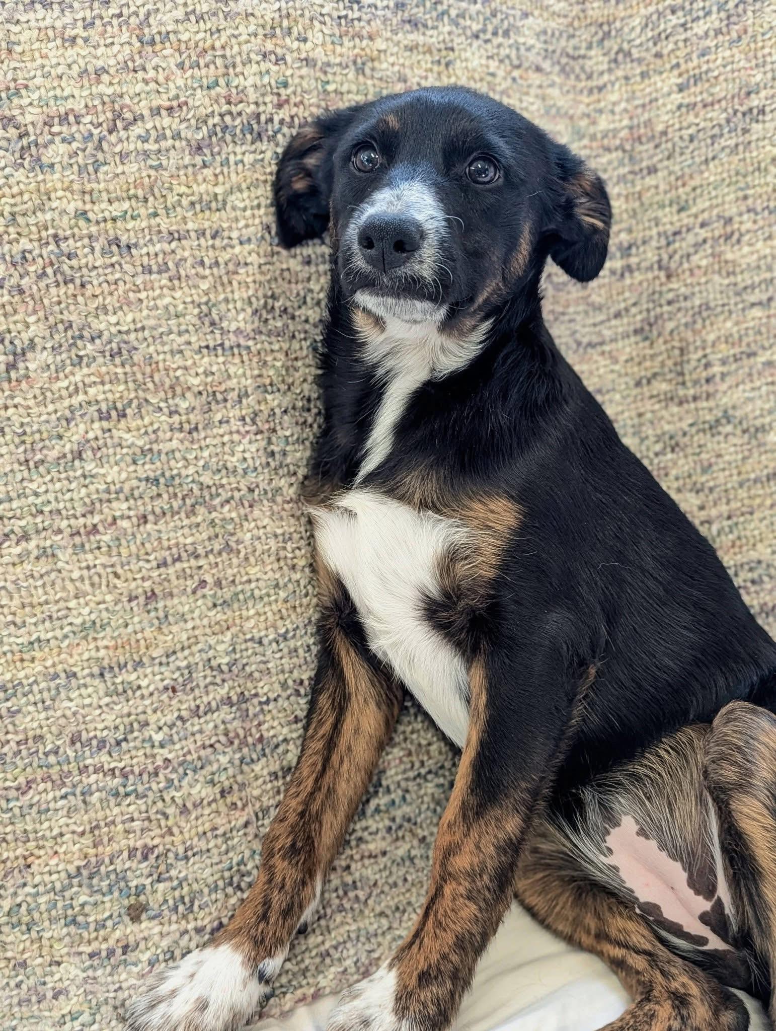 Bell Pepper , an adoptable mixed breed in Mendham, NJ image 2/4