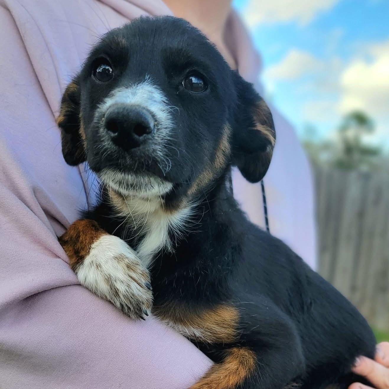 Enlarge Bell Pepper , a ADOPTABLE mixed breed in Mendham, NJ image 1/2