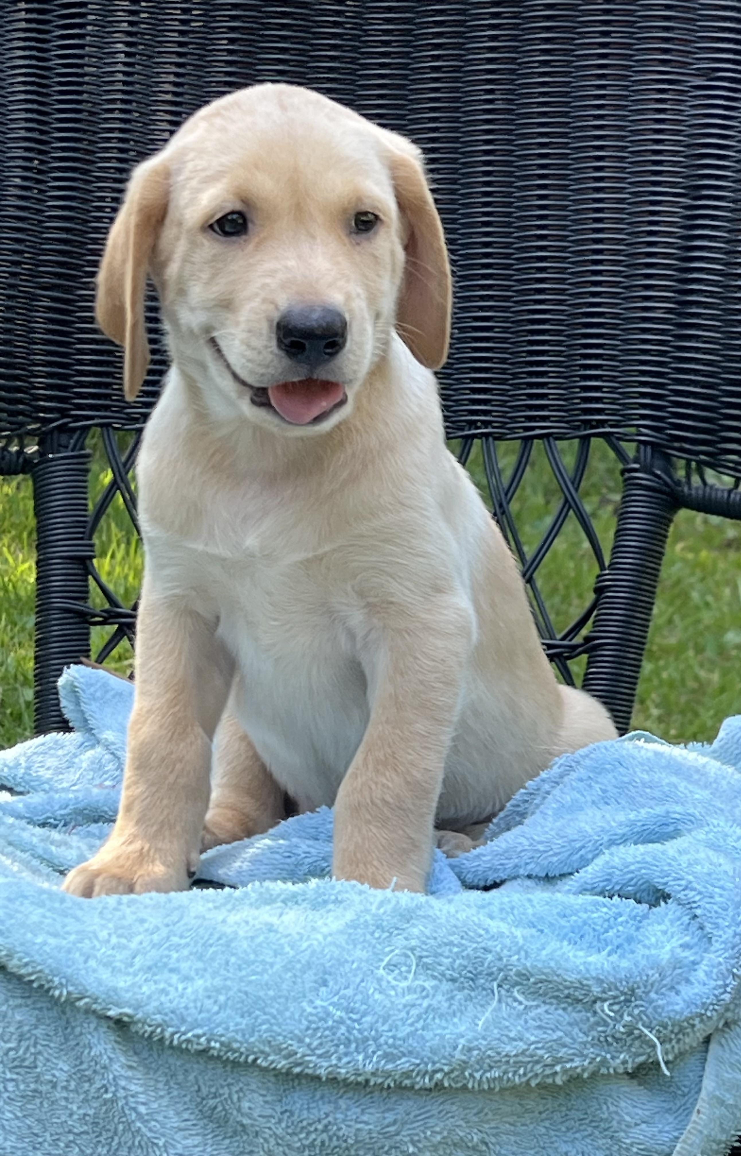 Enlarge Molson, an adopted Mixed Breed in Mt Pleasant, SC image 3/6