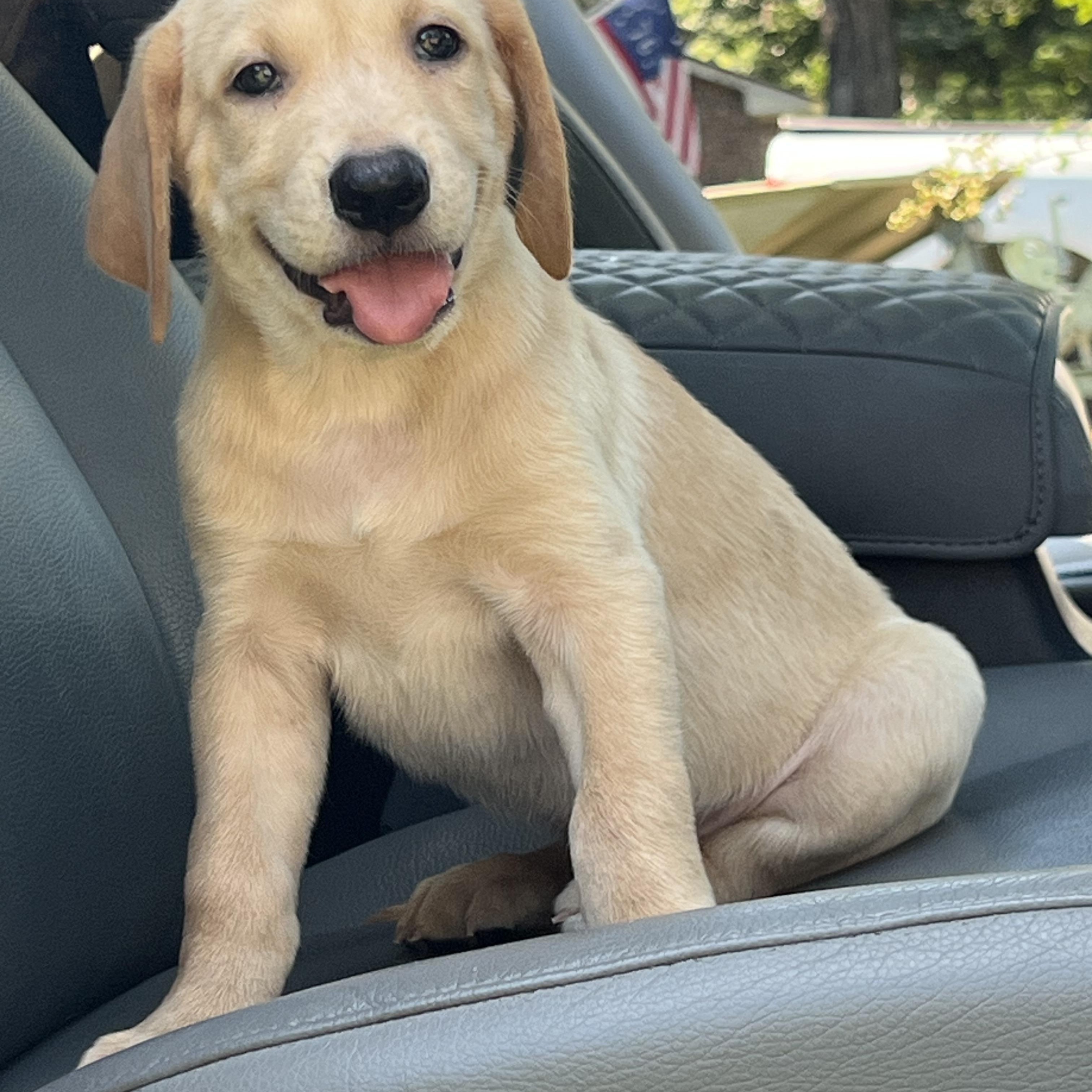 Enlarge Molson, an adopted Mixed Breed in Mt Pleasant, SC image 4/6