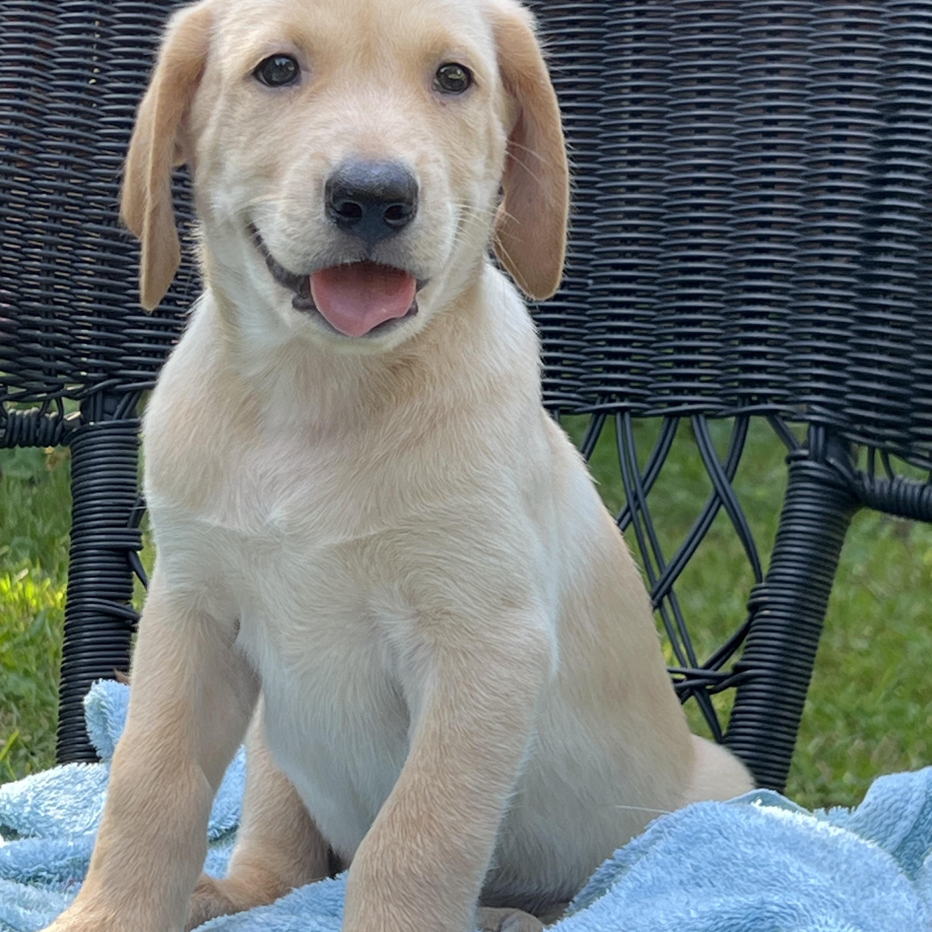 Molson, adopted, Puppy Male Mixed Breed.