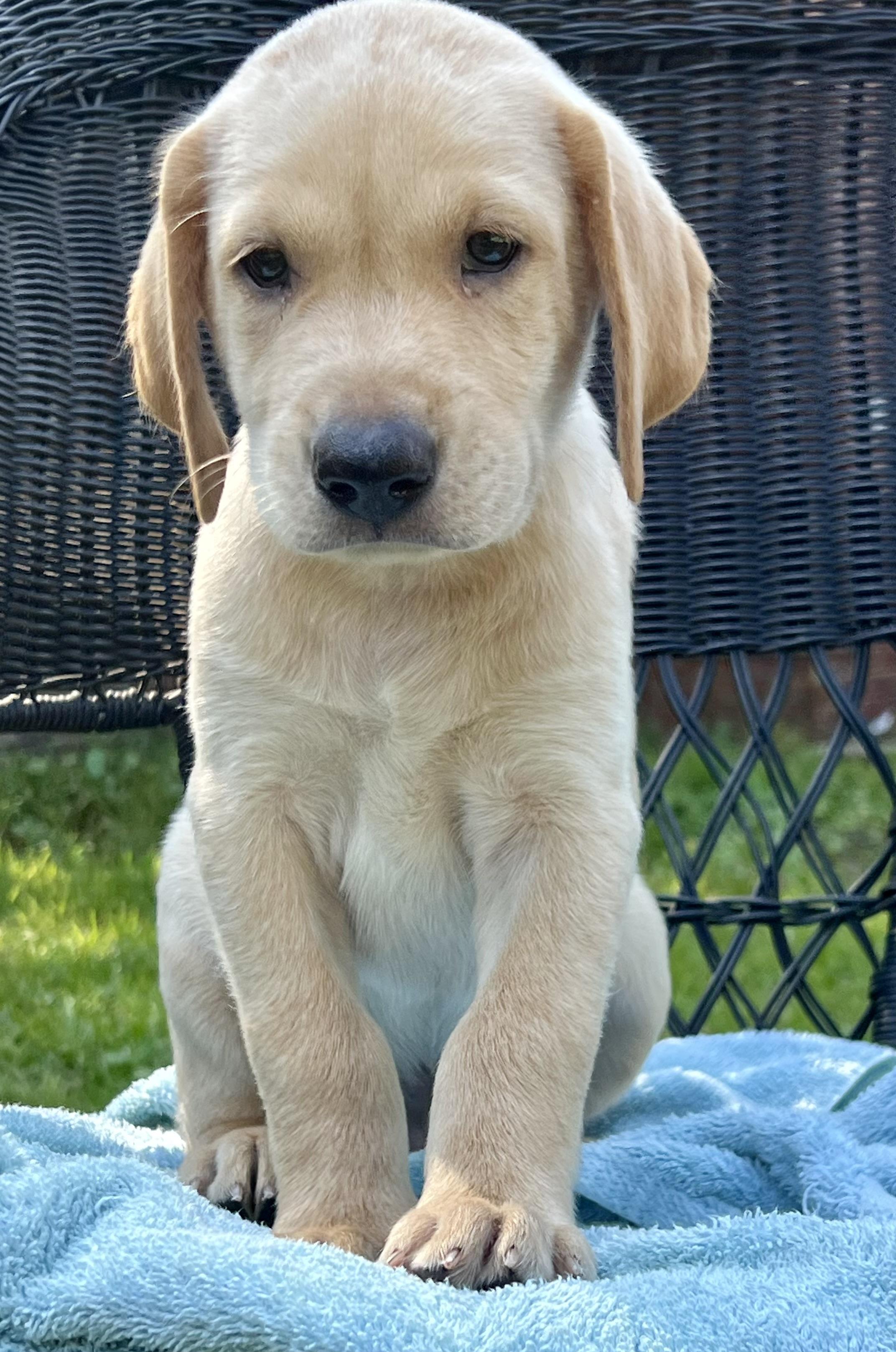 Enlarge Molson, an adopted Mixed Breed in Mt Pleasant, SC image 5/6