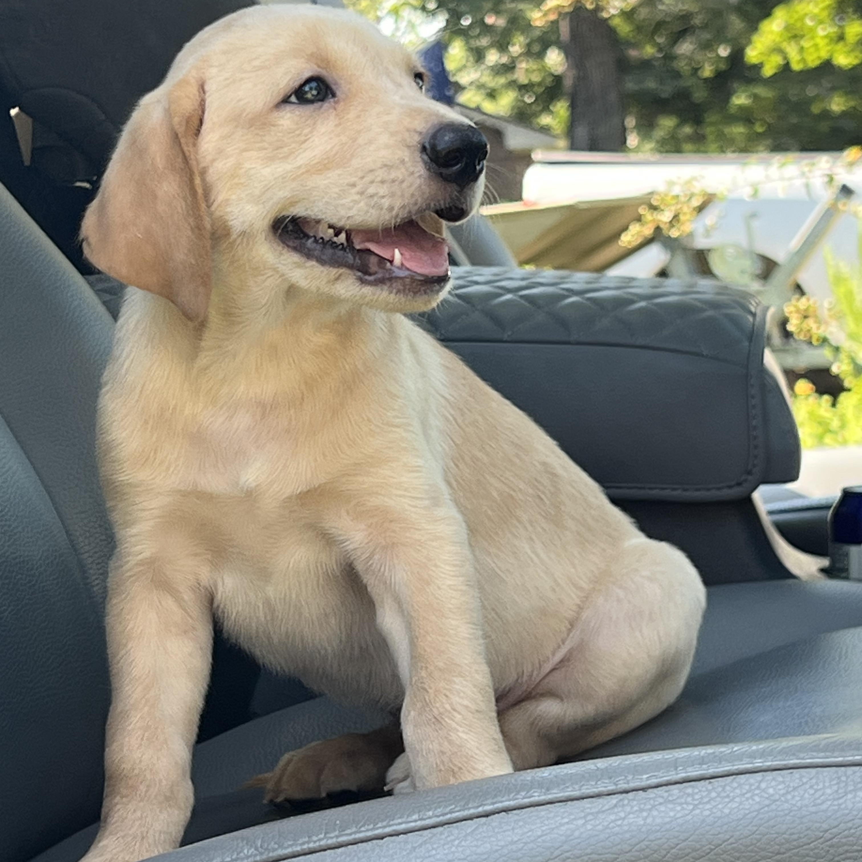 Enlarge Molson, an adopted Mixed Breed in Mt Pleasant, SC image 2/6