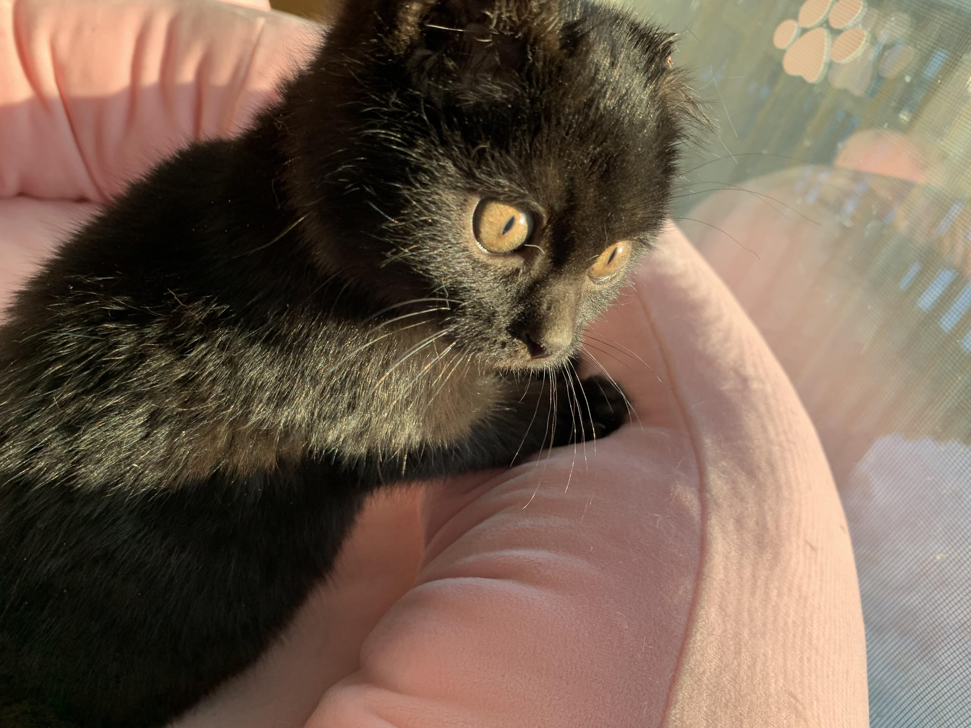 Otter, adopted, Young Male Domestic Short Hair.